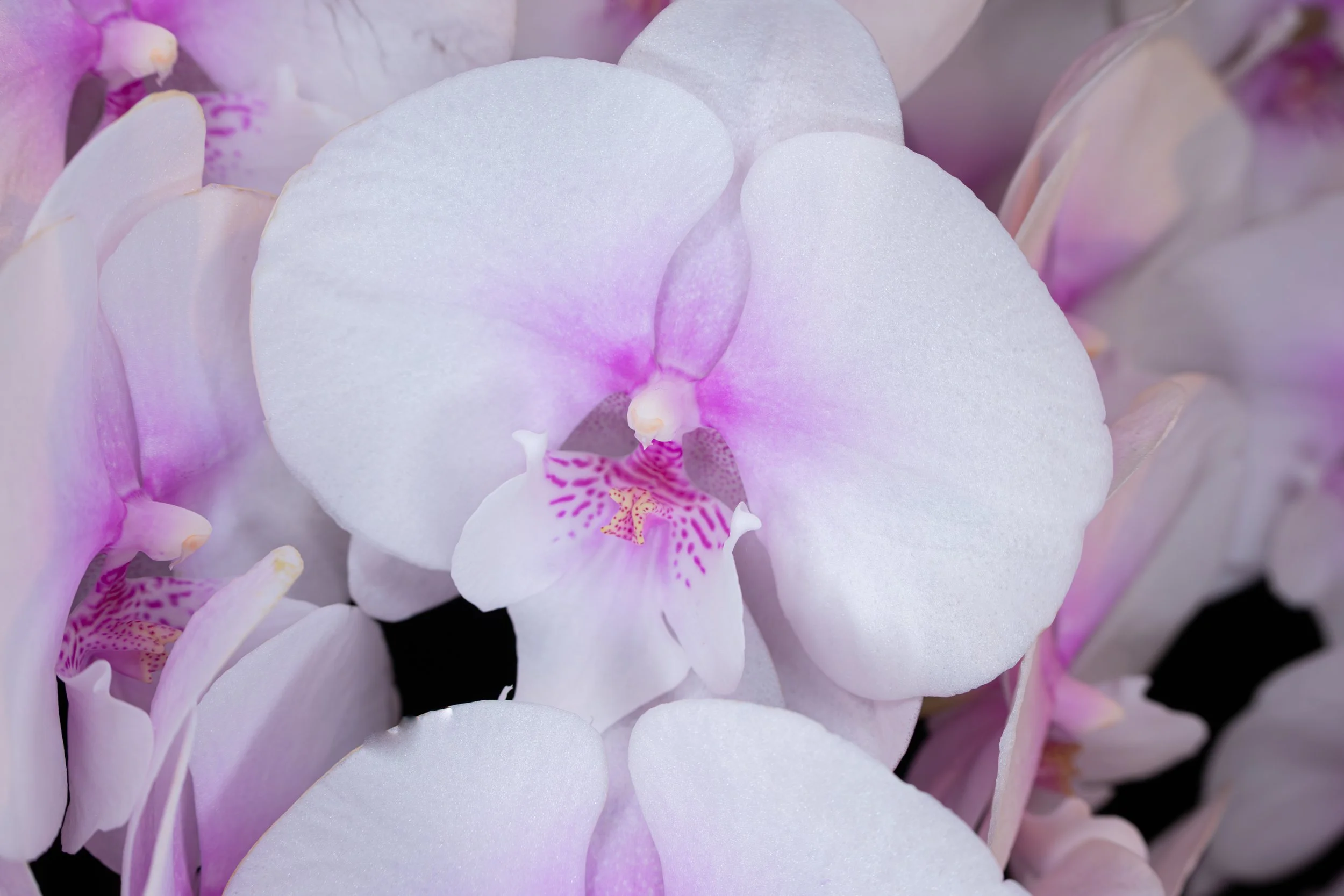 Orchids048.jpg