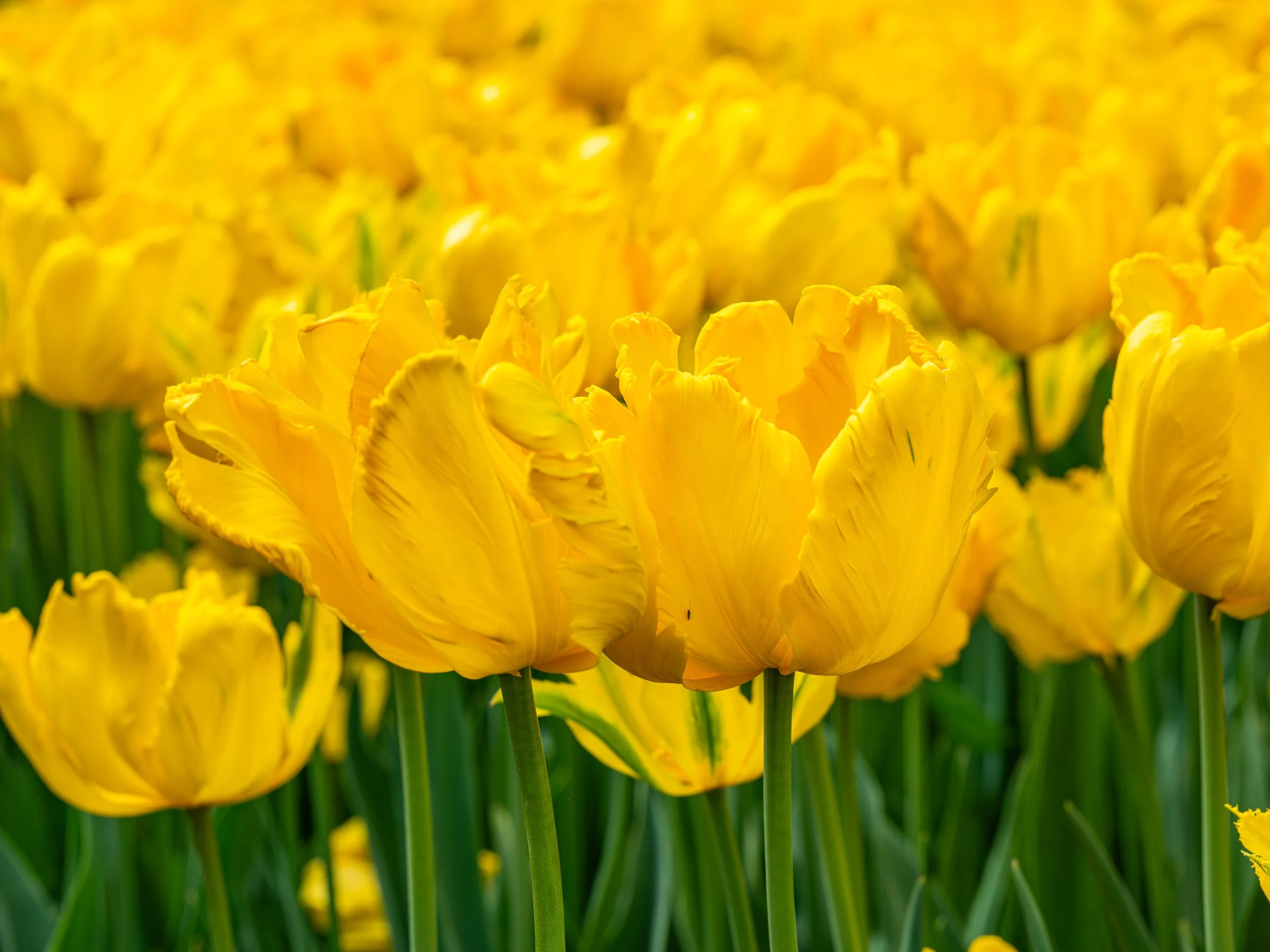 Ottawa Tulip Festival021.jpg