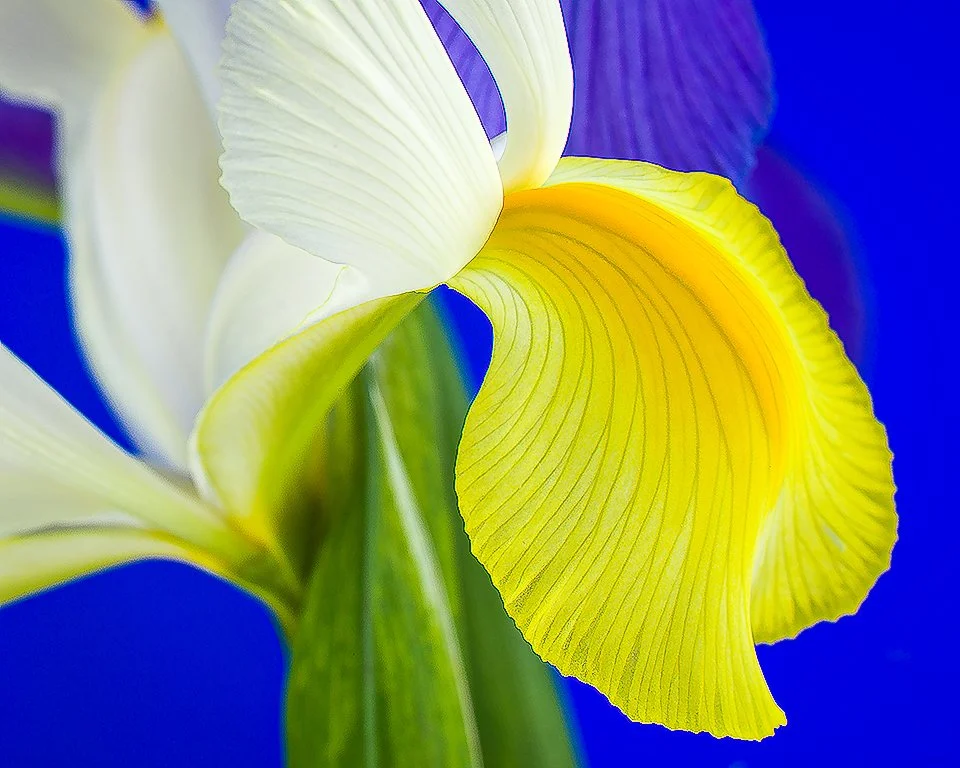 07Apr13 Flowers-249-Edit-2.jpg