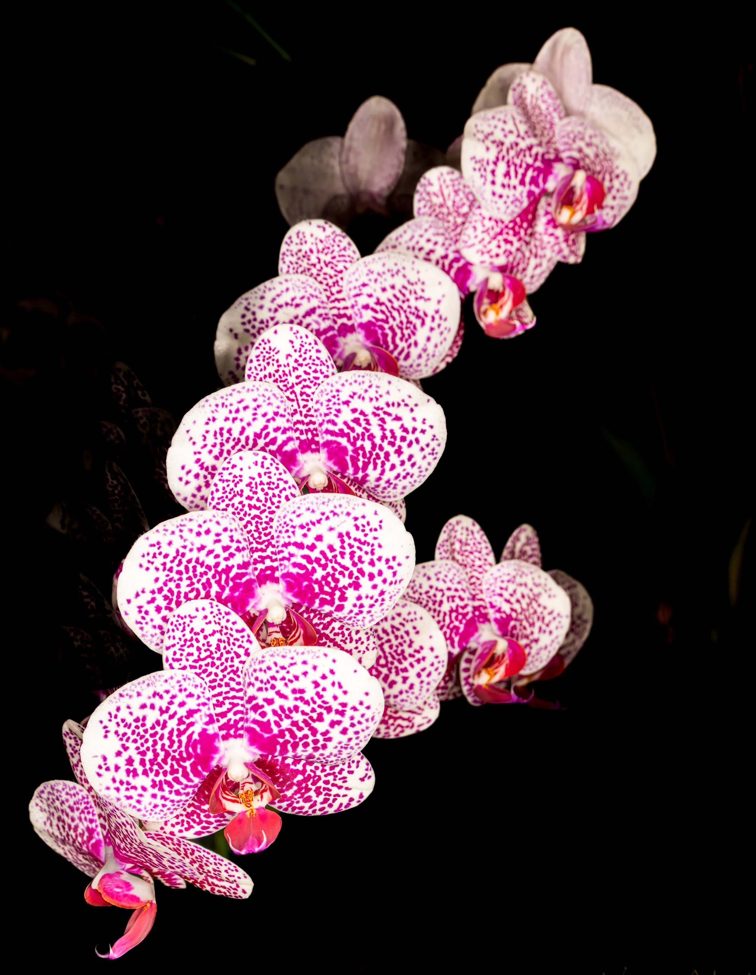 Orchids011.jpg