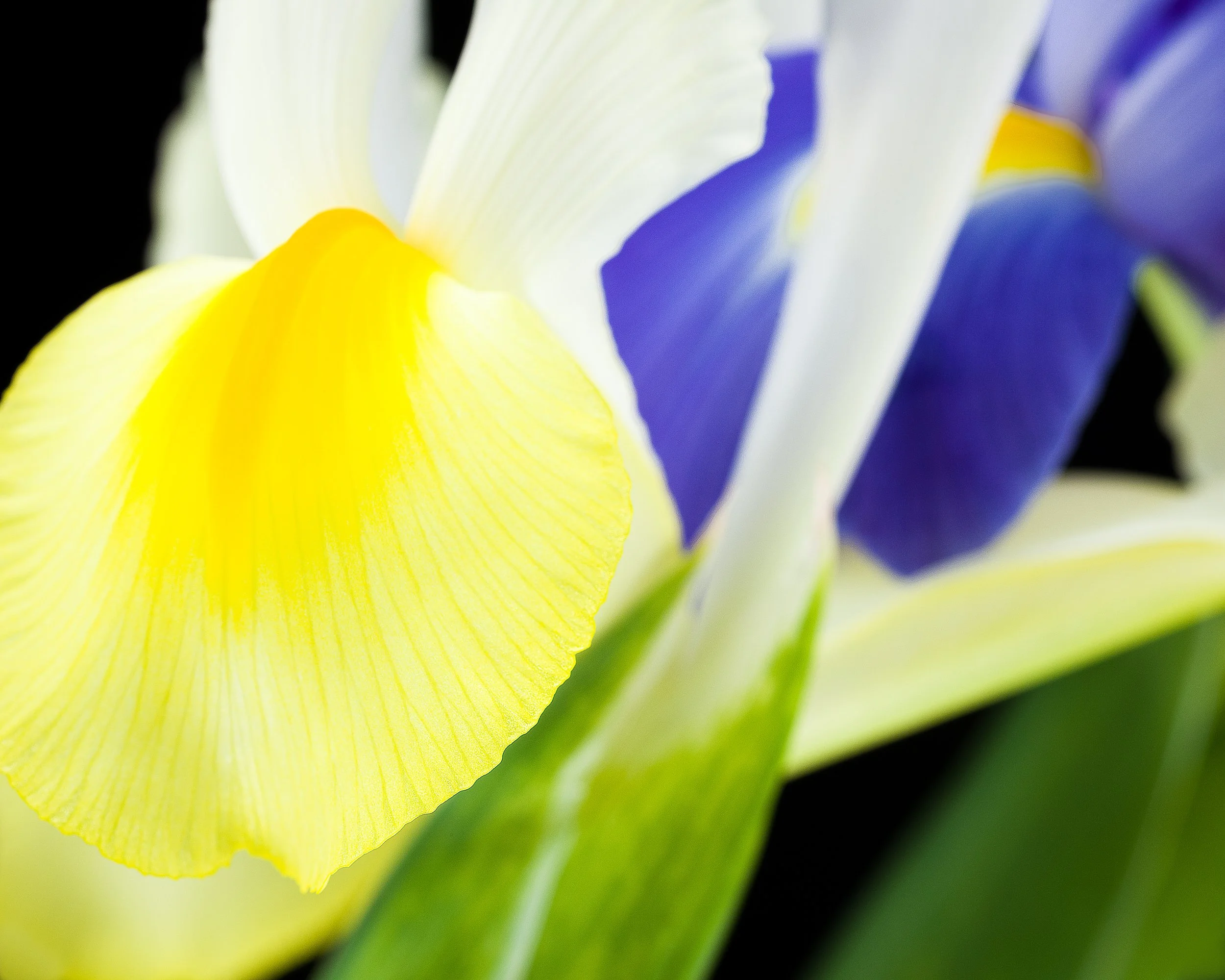 07Apr13 Flowers-96-Edit.jpg