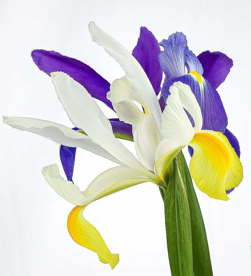 07Apr13 Flowers-219-Edit-Edit.jpg