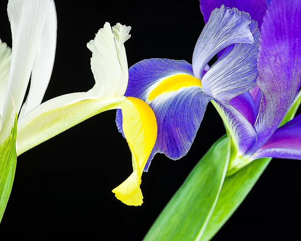 07Apr13 Flowers-93-Edit.jpg