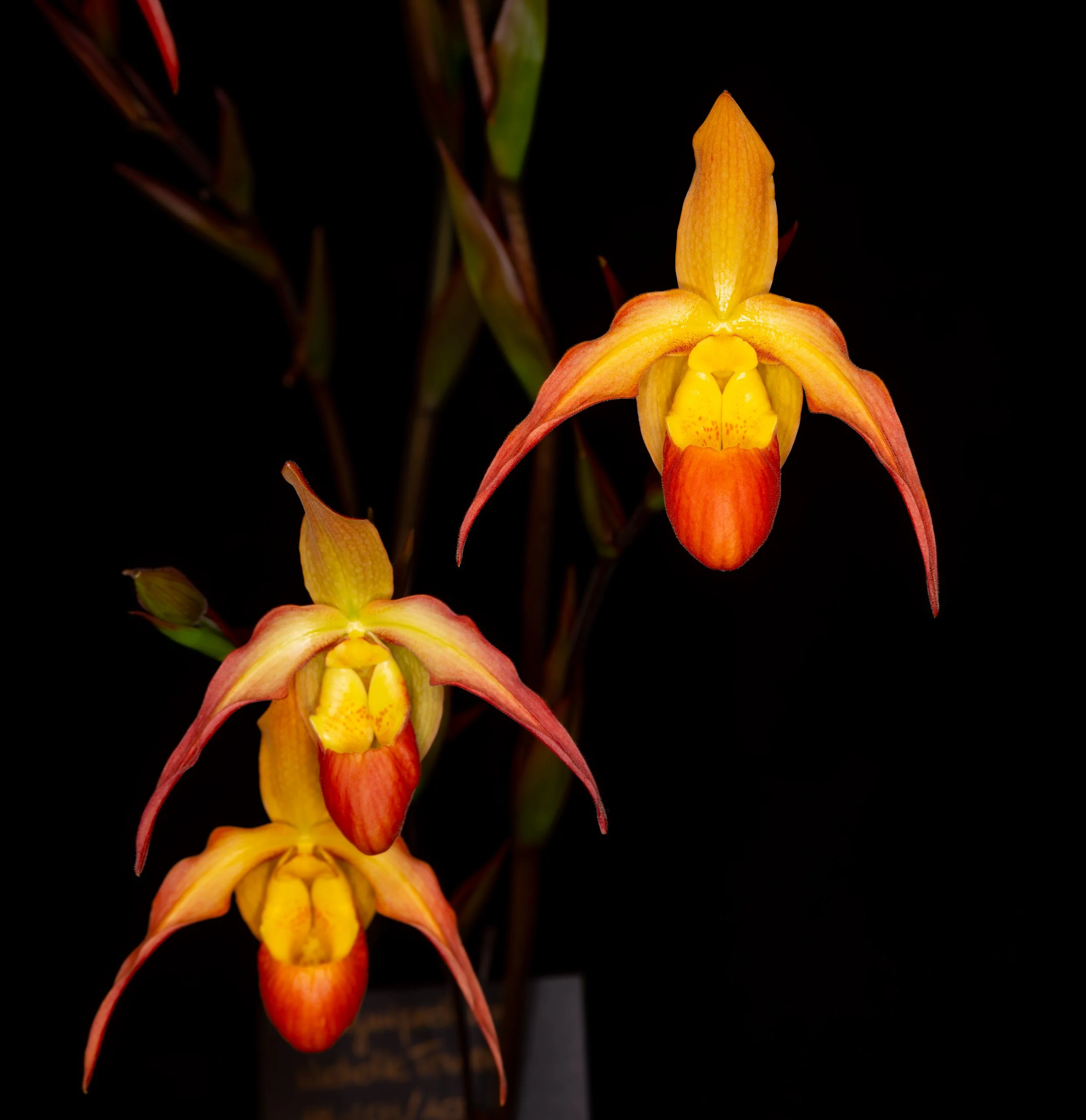Orchids019.jpg