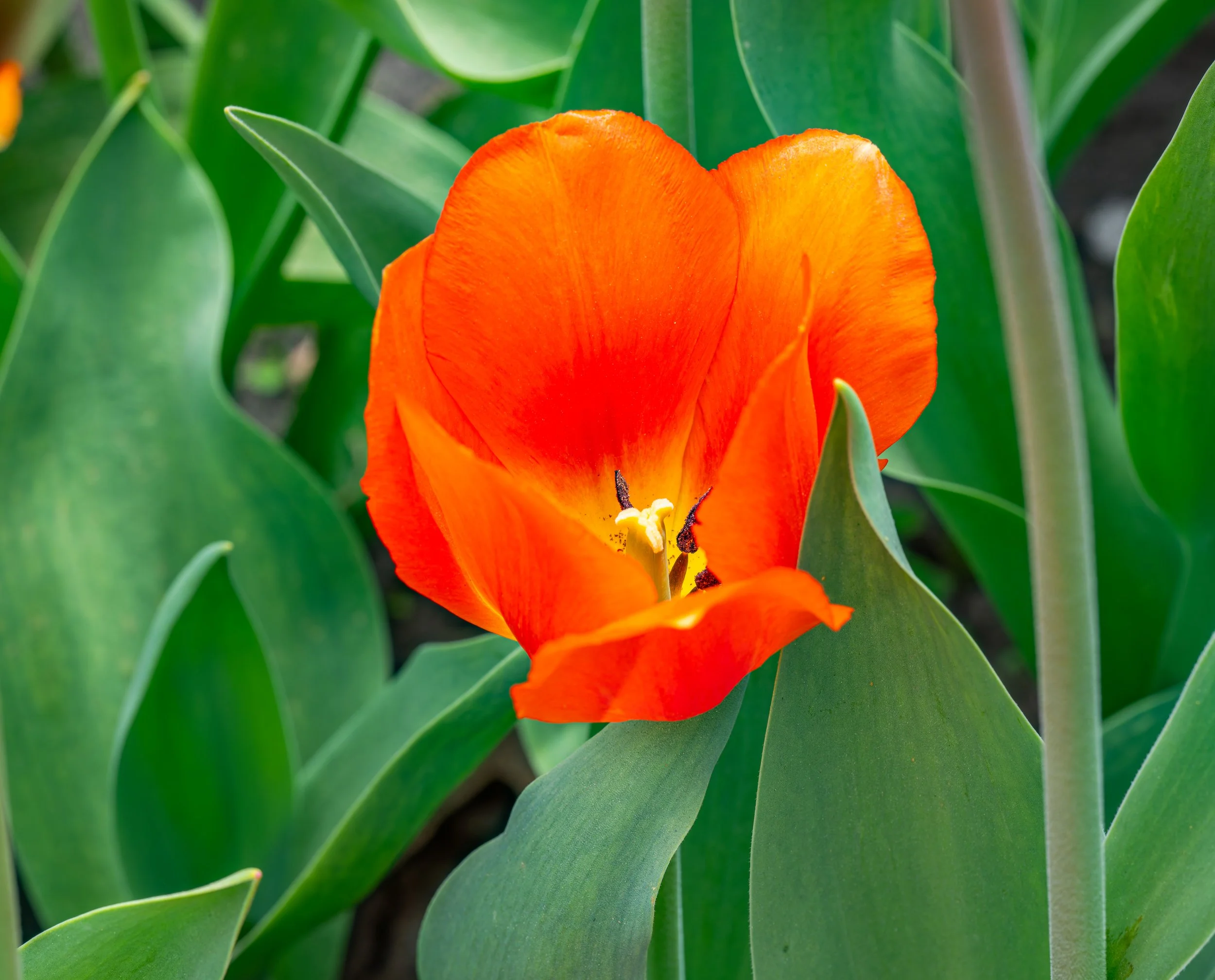 Ottawa Tulip Festival009.jpg