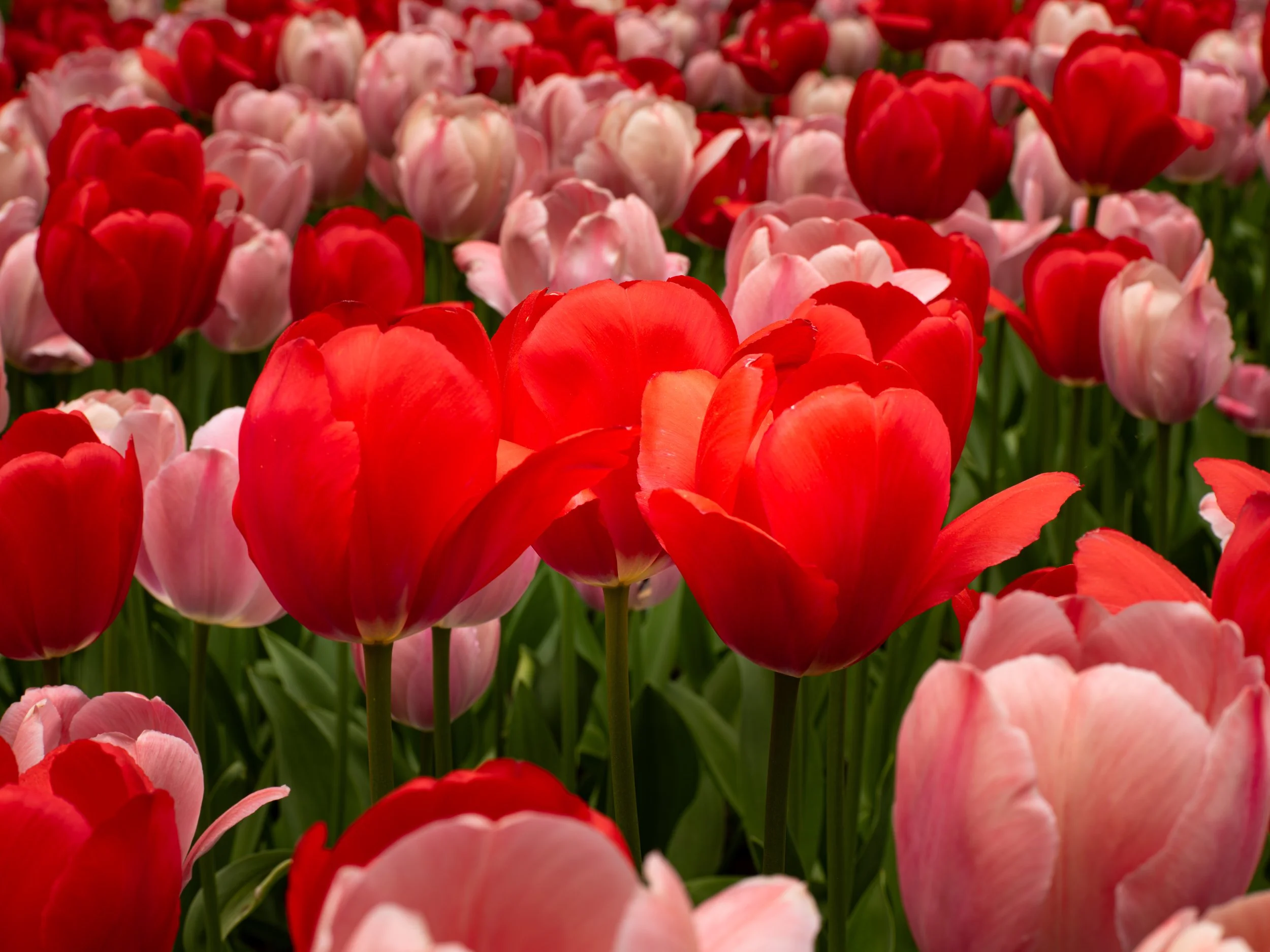 Ottawa Tulip Festival054.jpg