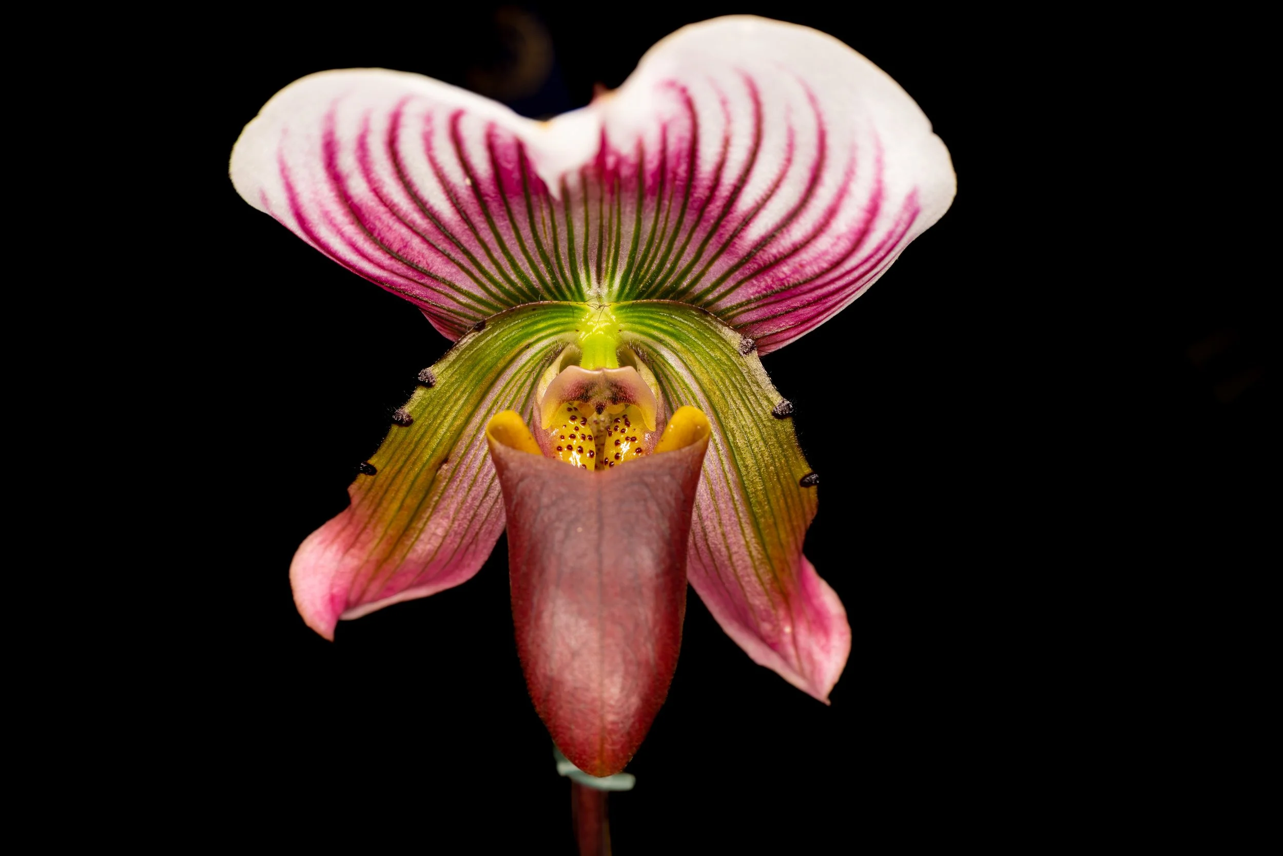 Orchids043.jpg