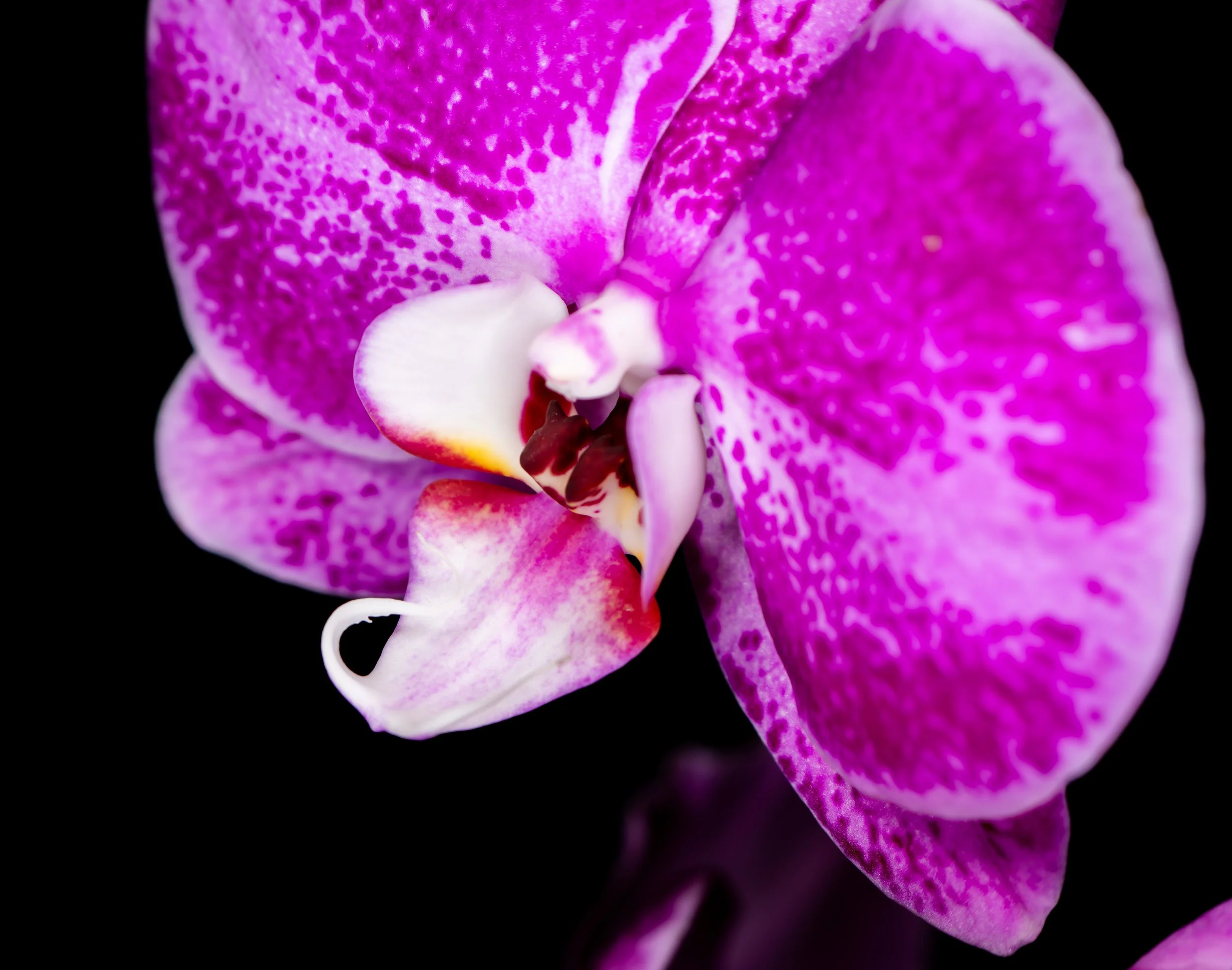 Orchids002.jpg