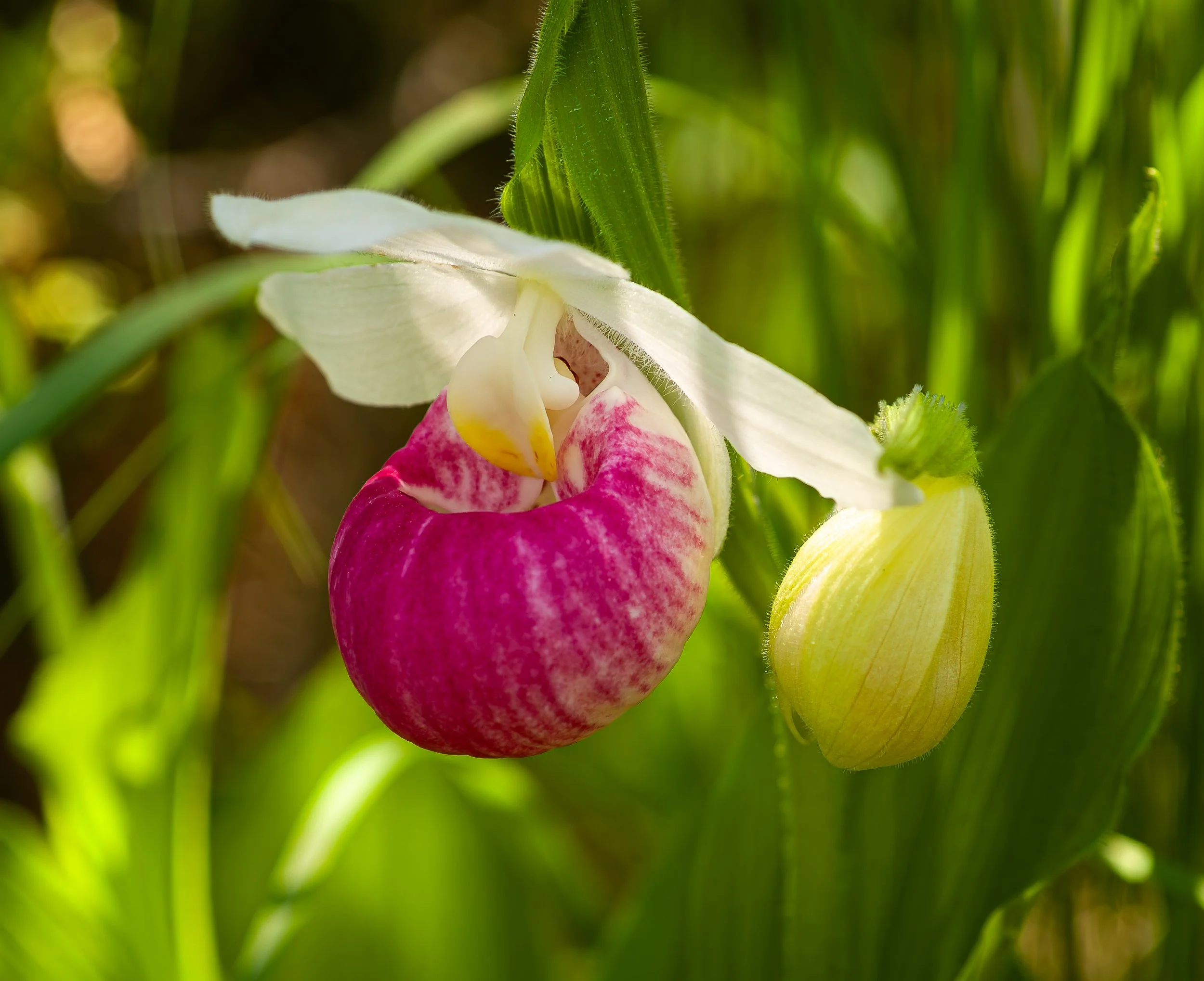 orchids058.jpg