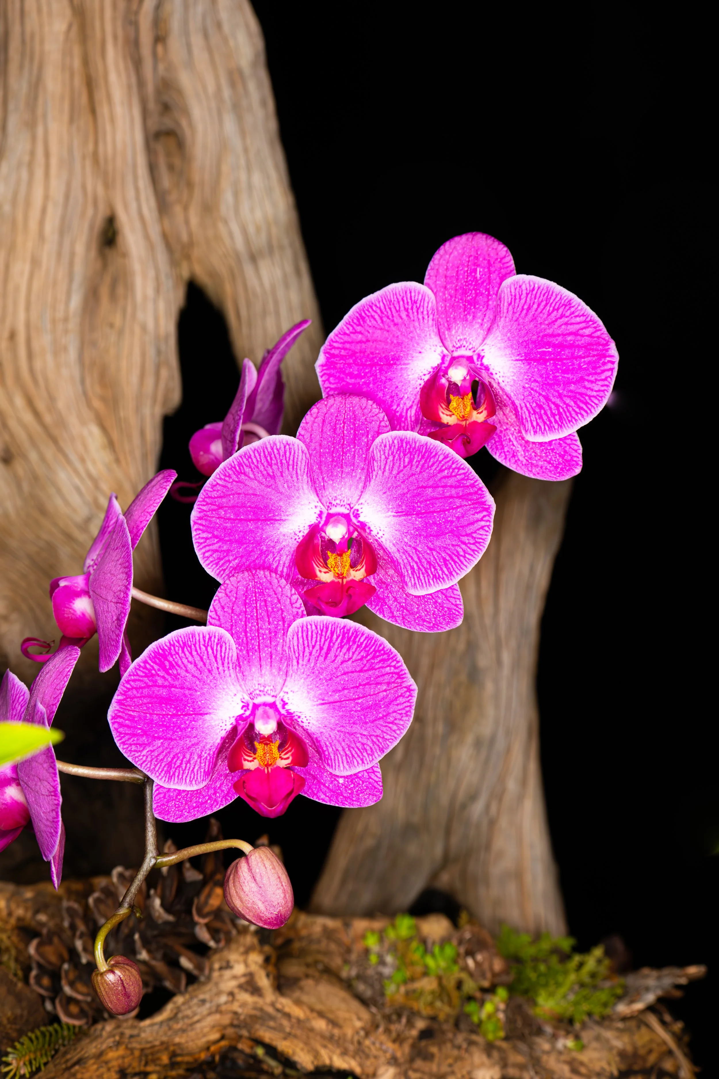 Orchids006.jpg