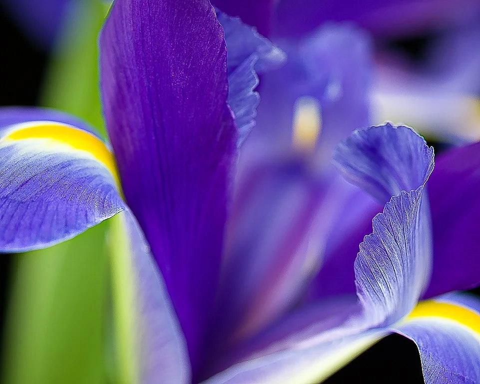 07Apr13 Flowers-26-Edit-2.jpg