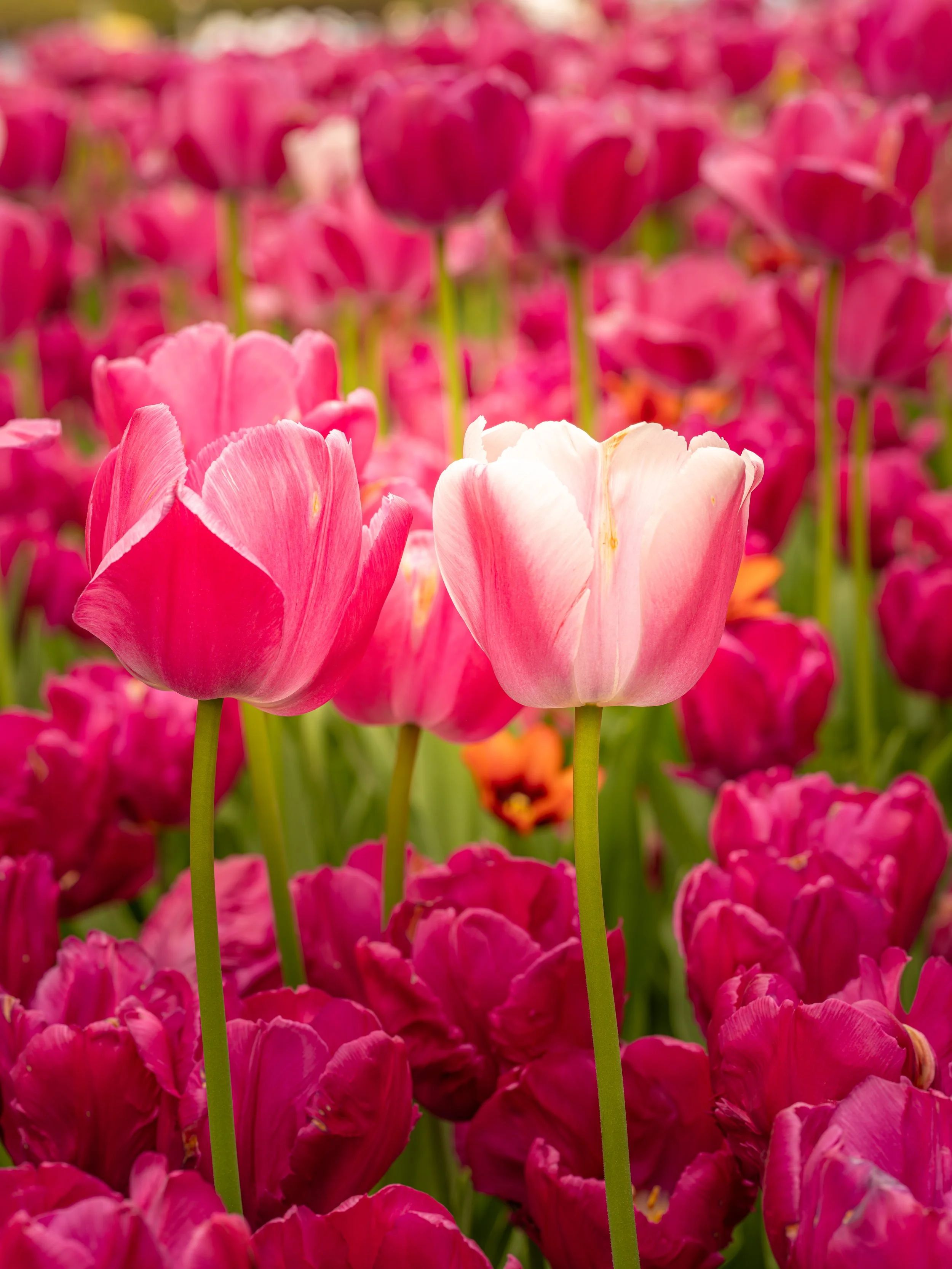 Ottawa Tulip Festival032.jpg