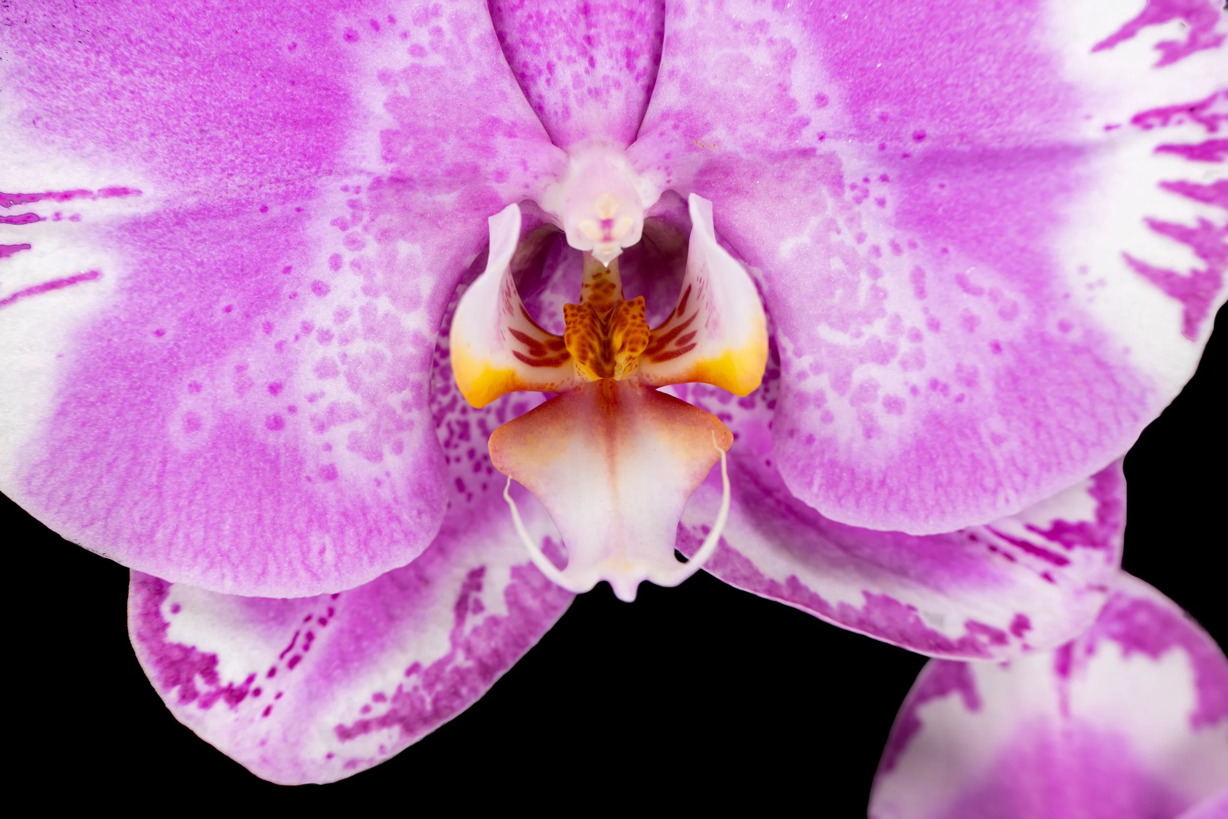 Orchids031.jpg
