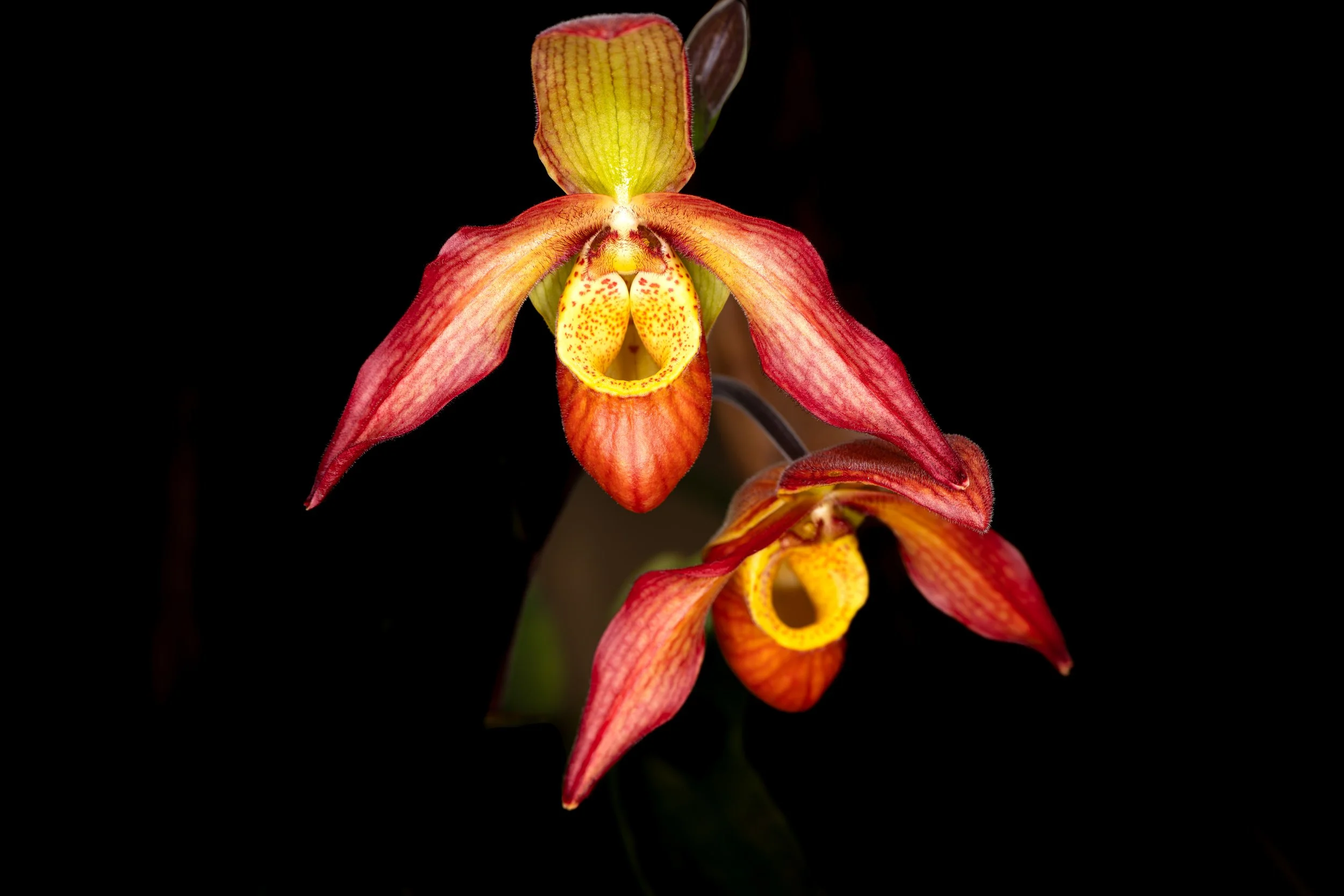 Orchids029.jpg