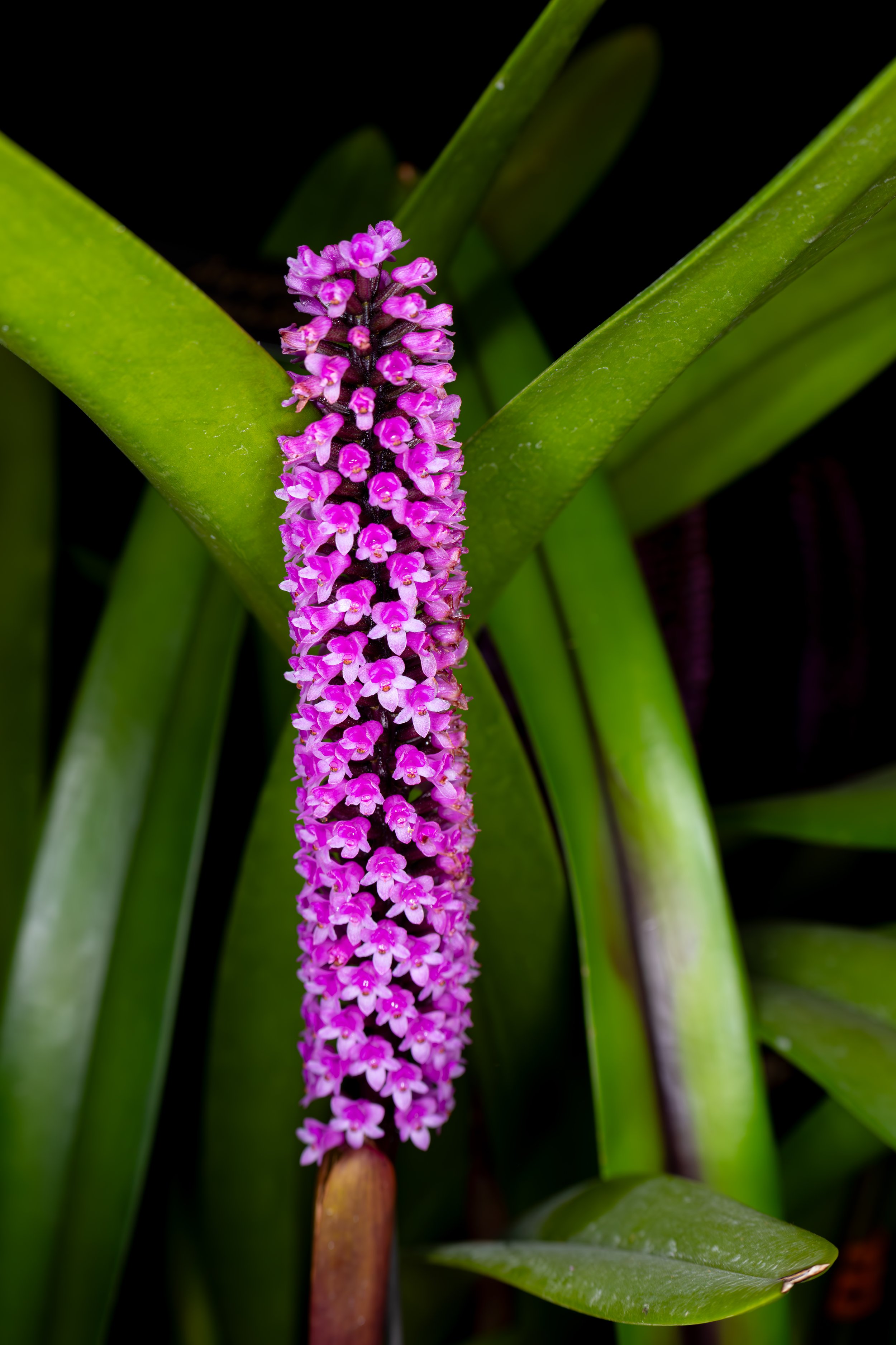 Orchids022.jpg
