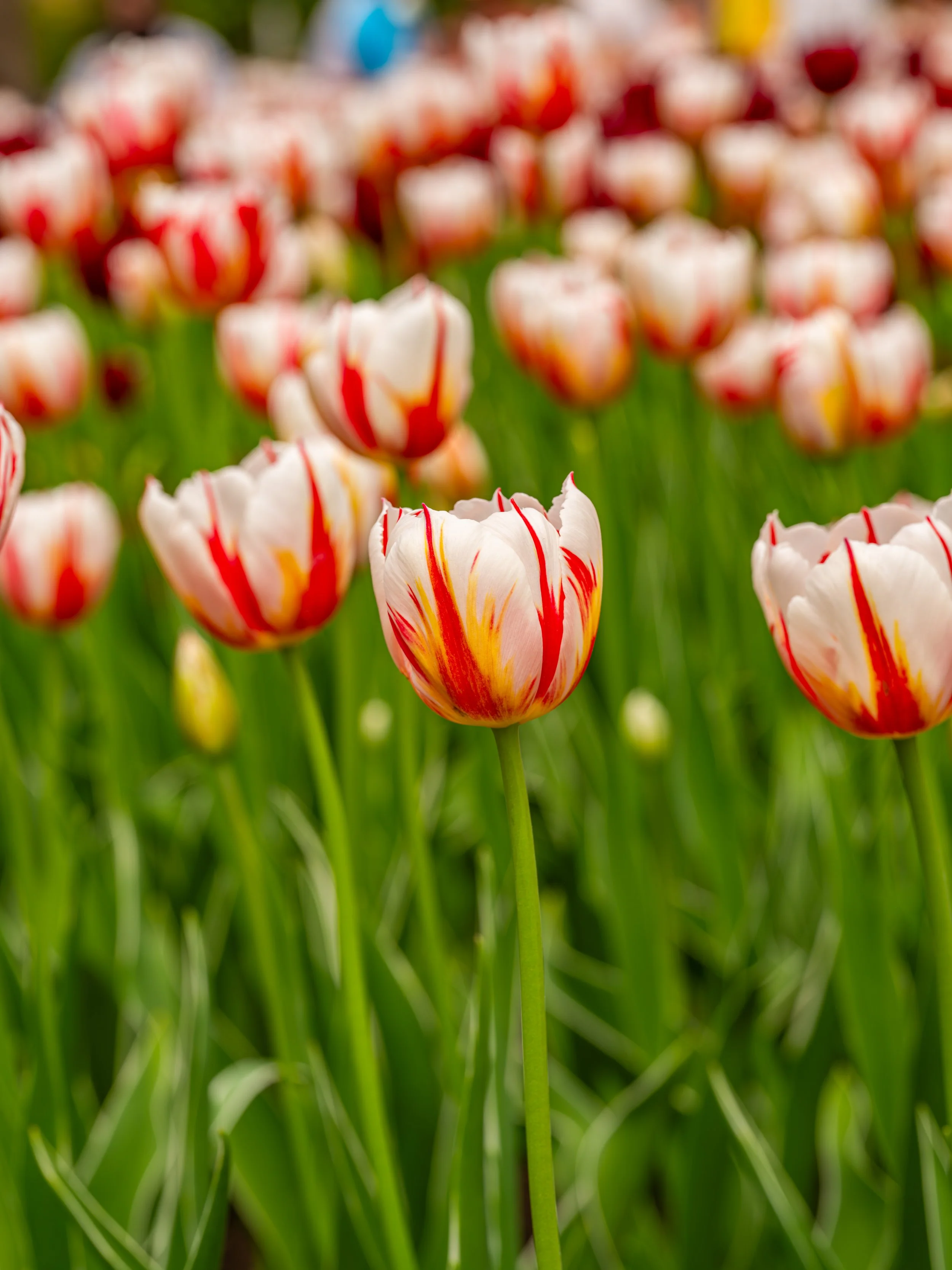 Ottawa Tulip Festival045.jpg
