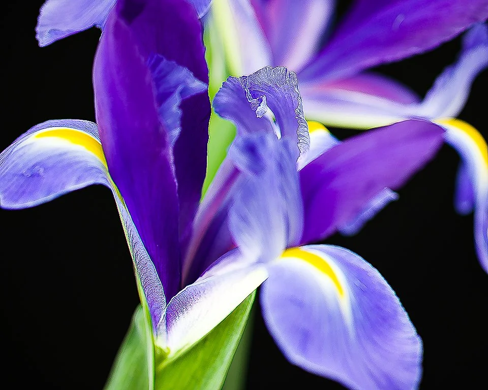 07Apr13 Flowers-29-Edit-2.jpg