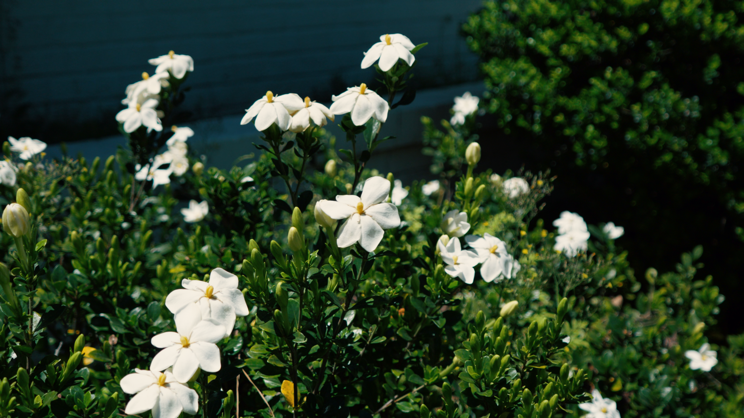 Flowers WEBSITE.png
