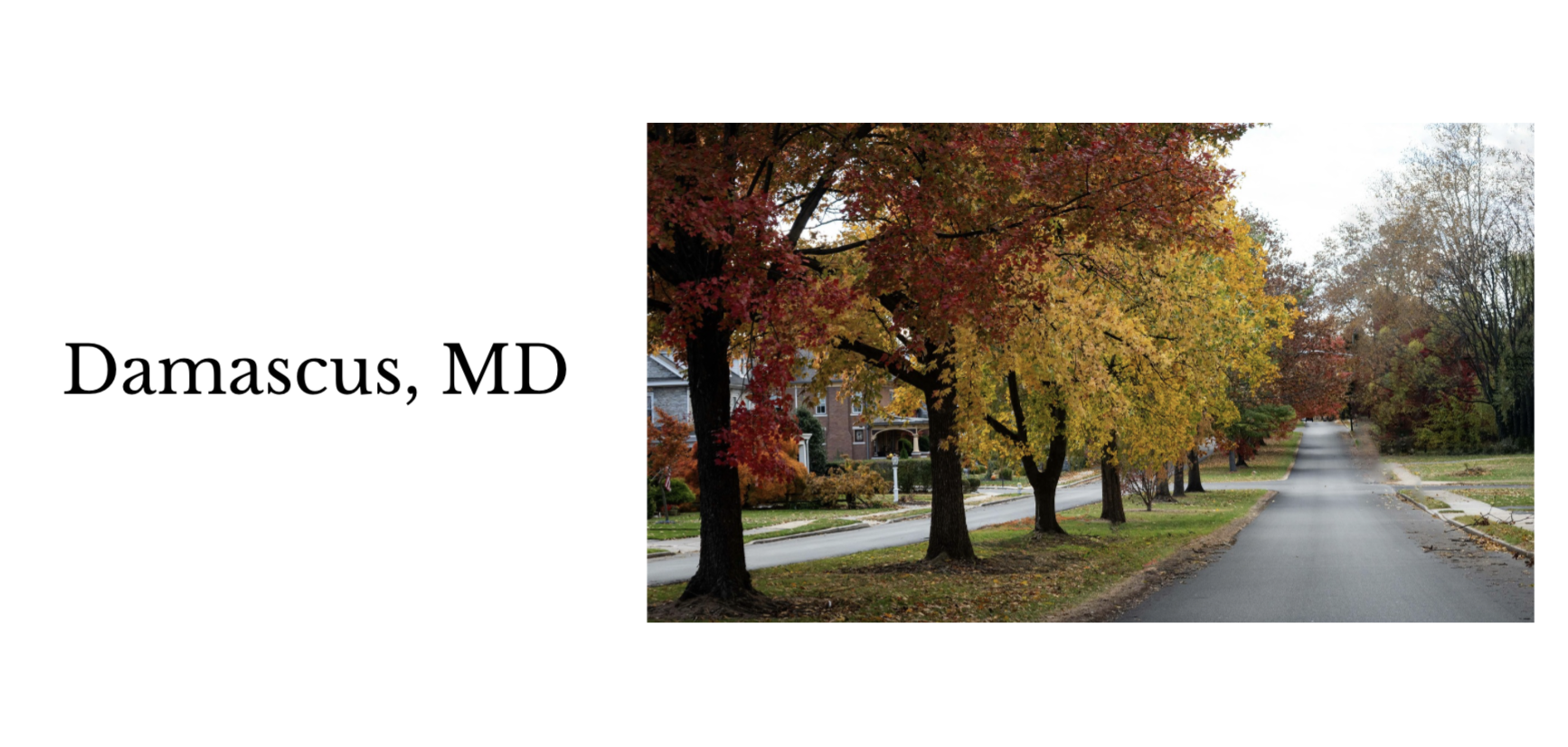 A street lined with trees with colorful autumn leaves in Damascus, MD.