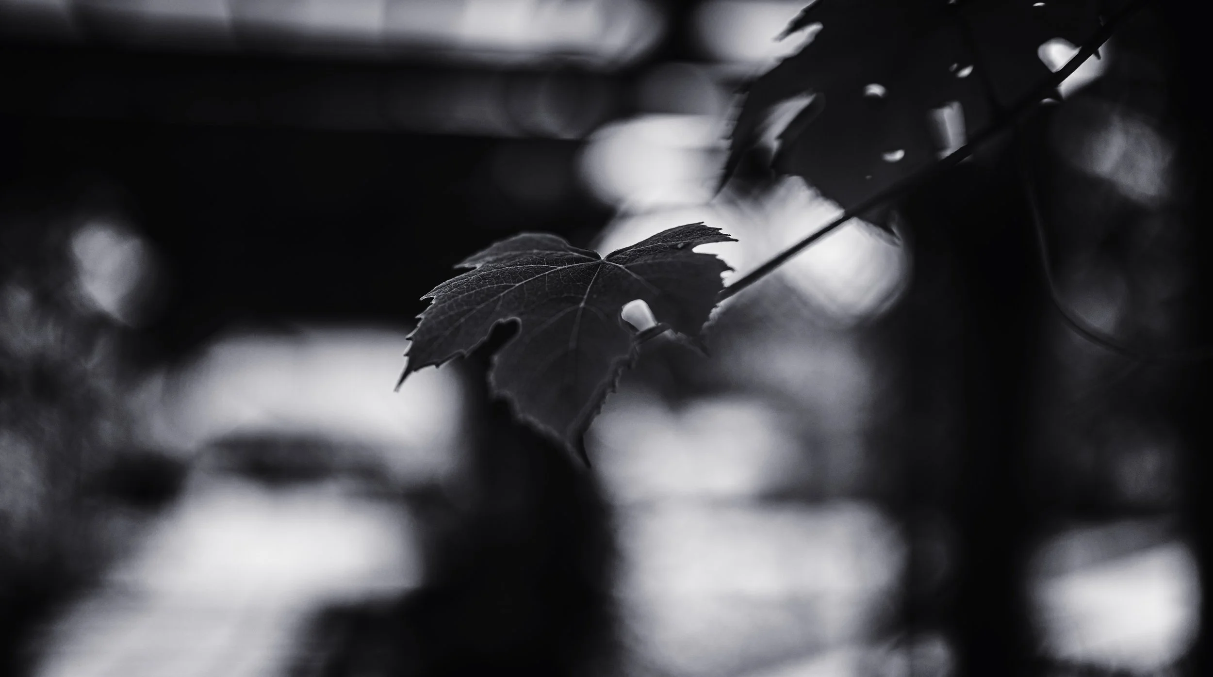 DSC00602-Edit.jpg
