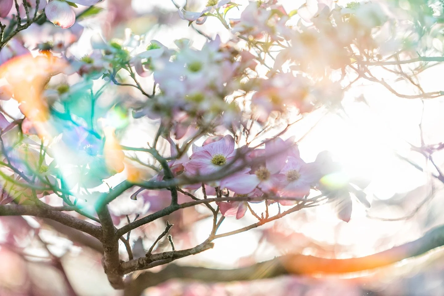 Going through some of my past work as I&rsquo;ve been updating my website. Posting some of my favorites here. Sony A7s | Canon 70-200mm - 200mm | f2.8 | 1/250 | ISO 400  #cltphotography #cltphotographer #charlottephotographer