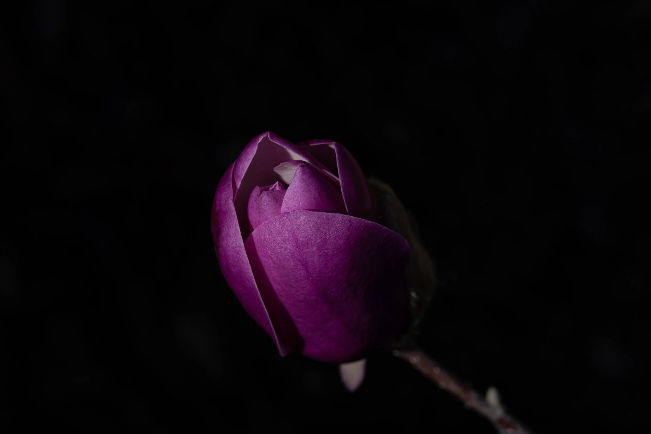 DSC01029-Edit copy.jpg