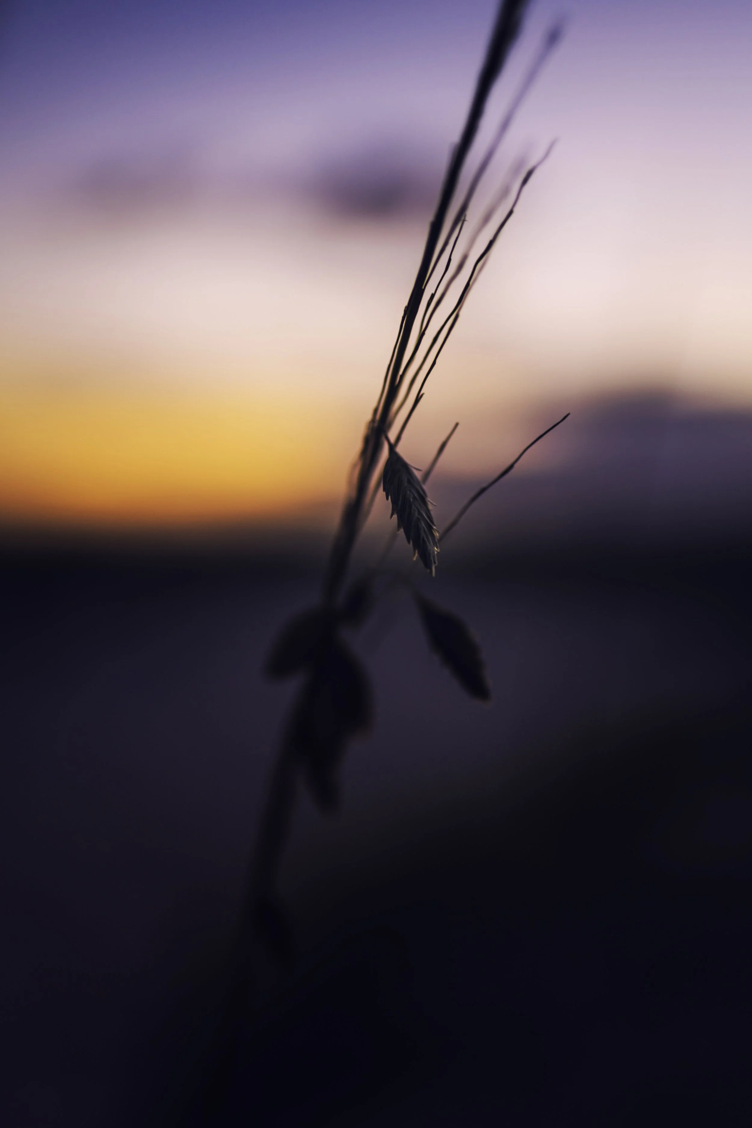 DSC02993-Edit.jpg