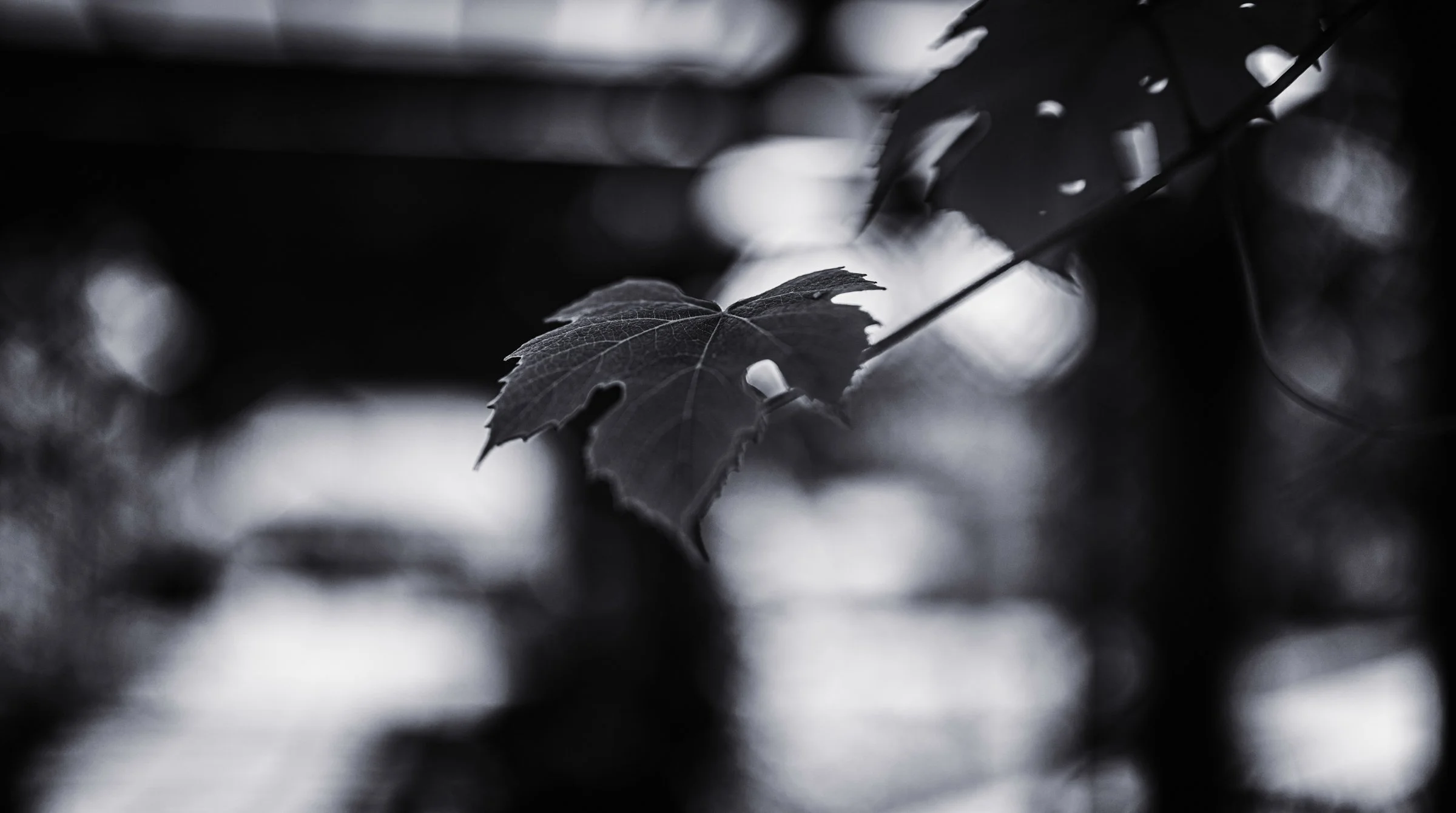 DSC00602-Edit.jpg