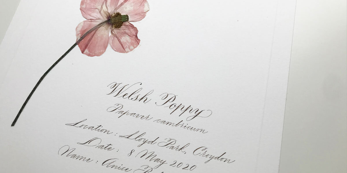 Pressing flowers and Herbarium sheets: the perfect COVID-19 activity with kids