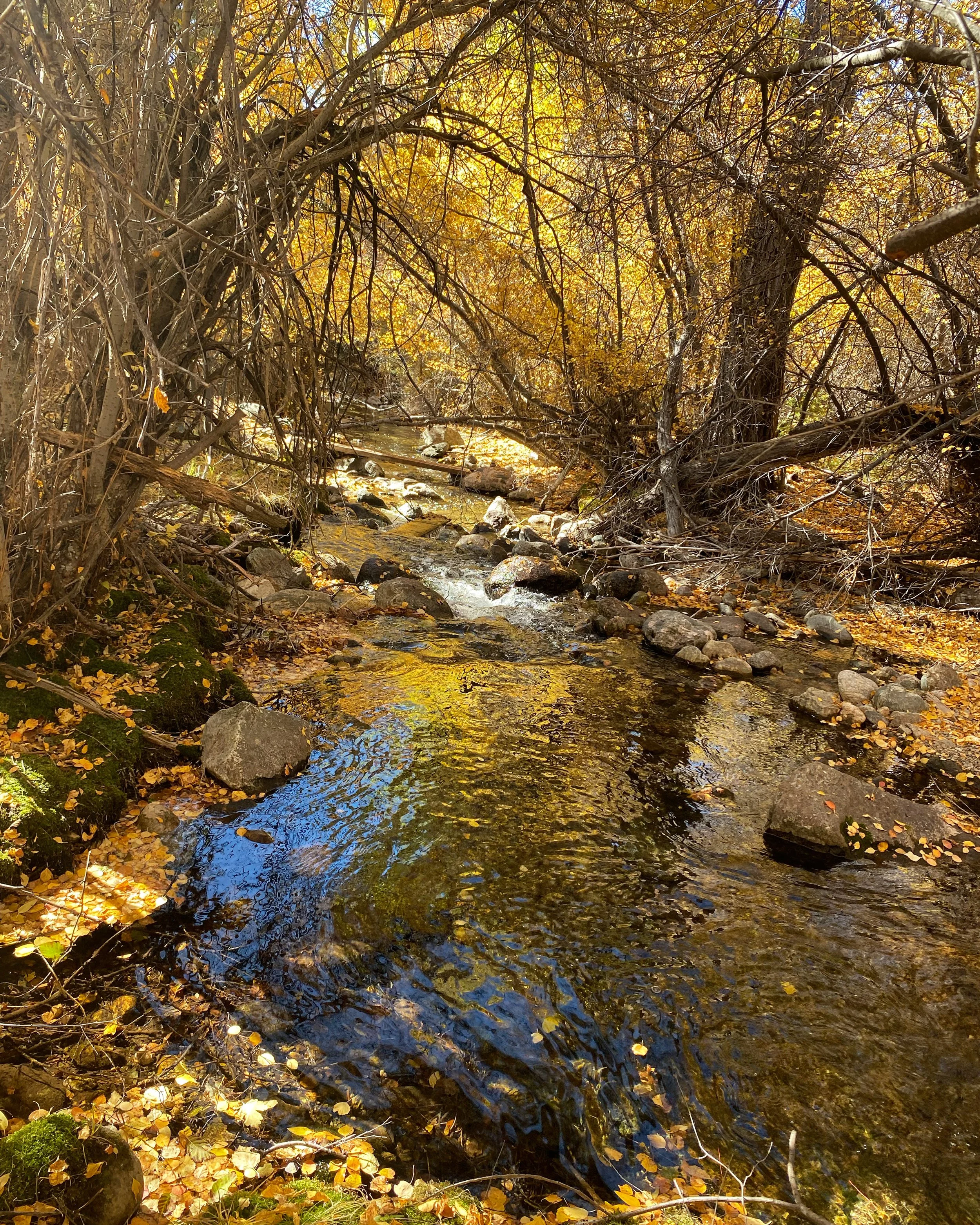 Voices of the Turning Leaves: A Women's Retreat for Expression, Renewal & Belonging
