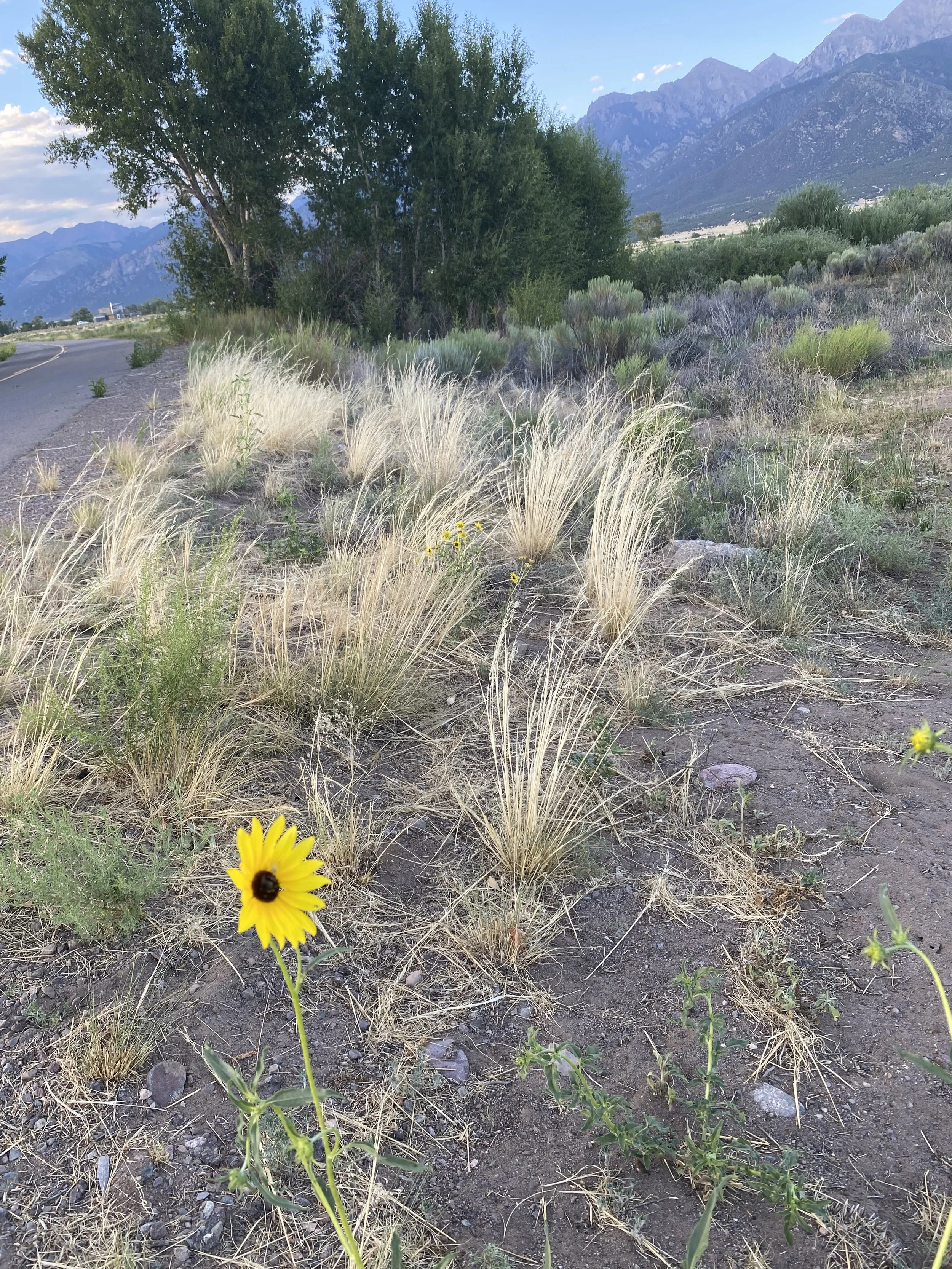 IMG_6739.jpeg