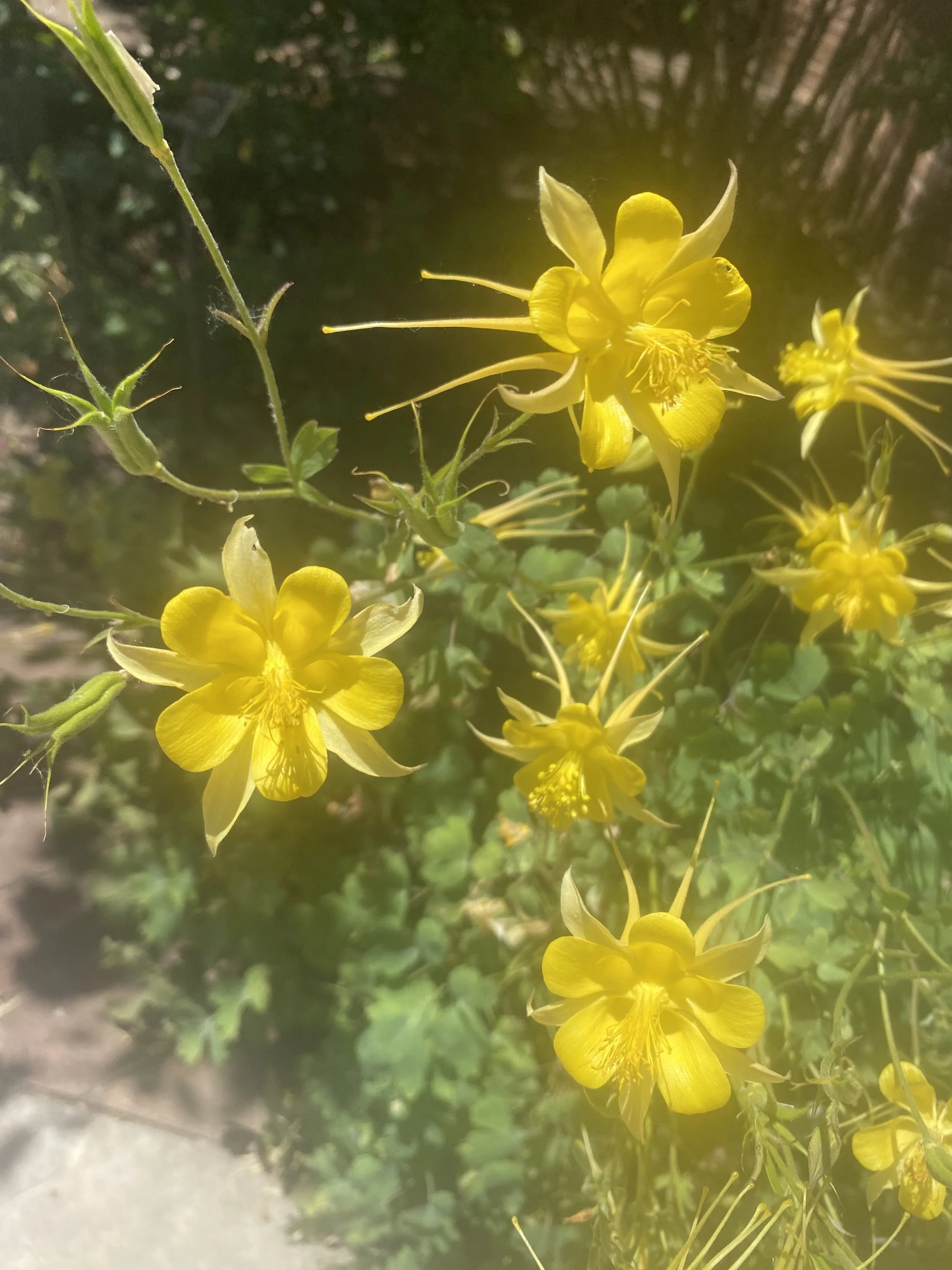 IMG_8296.jpeg
