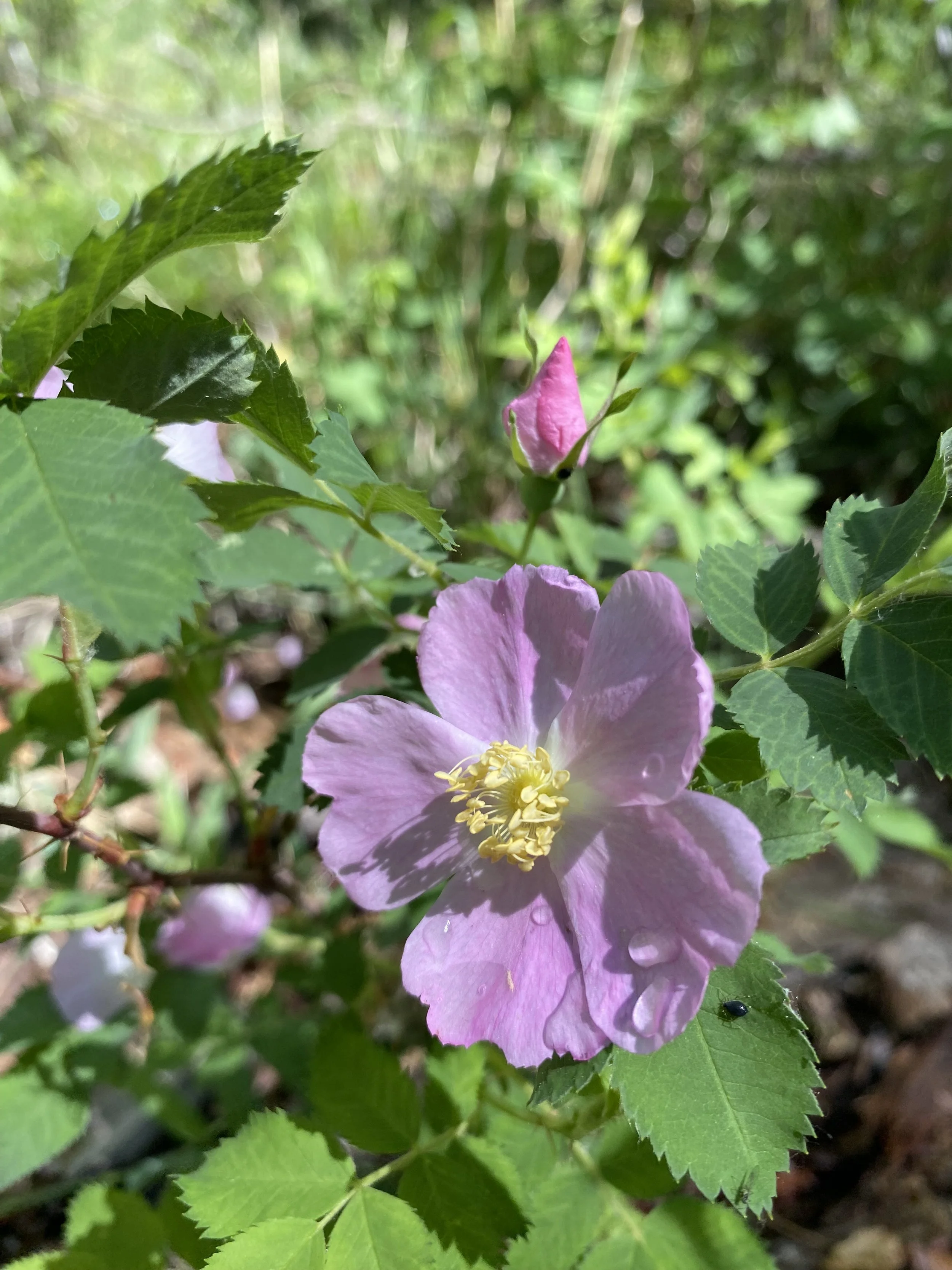 IMG_8282.jpeg
