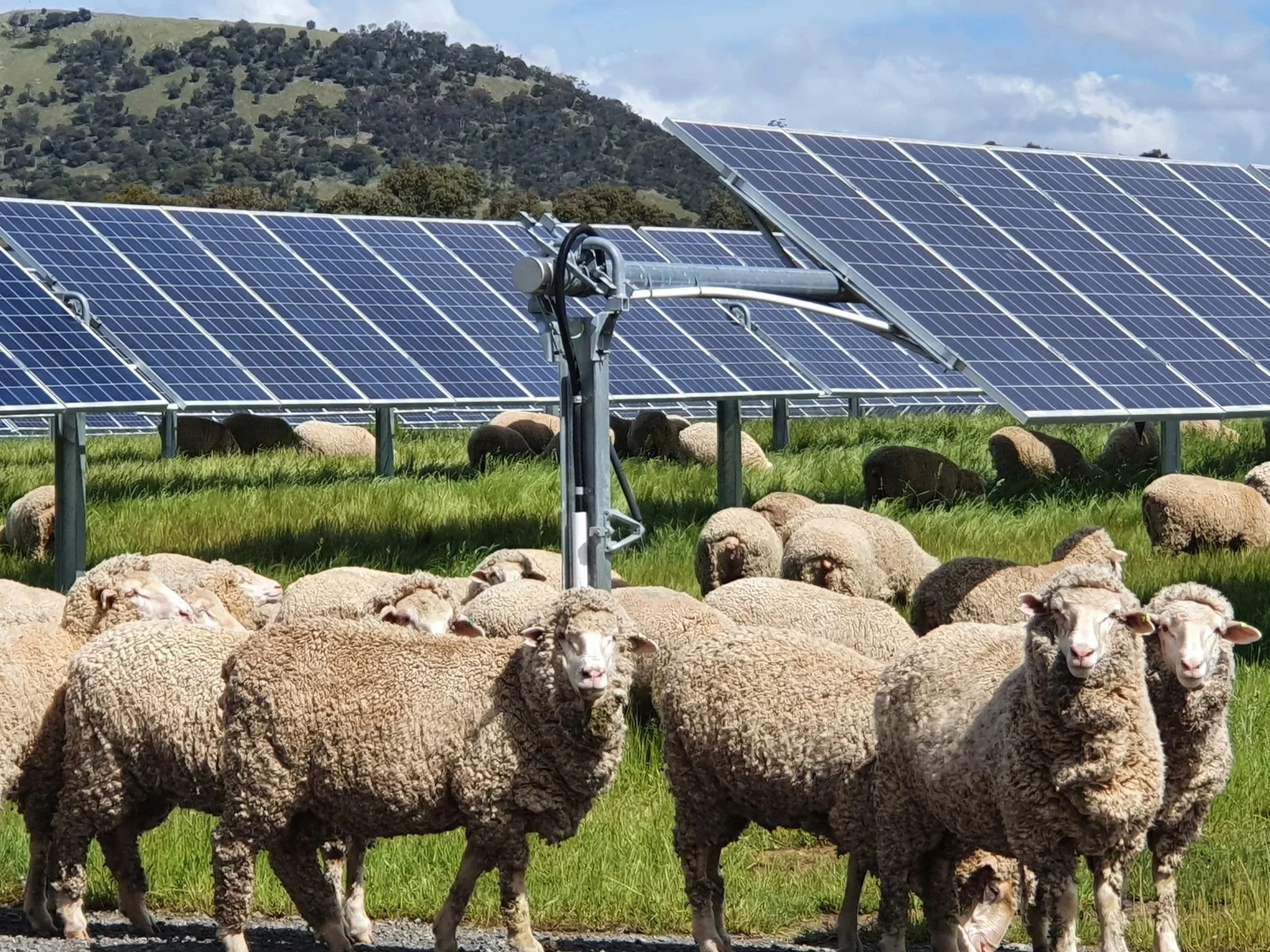 Sheep grazing beneath solar panels supports biodiversity and land stewardship