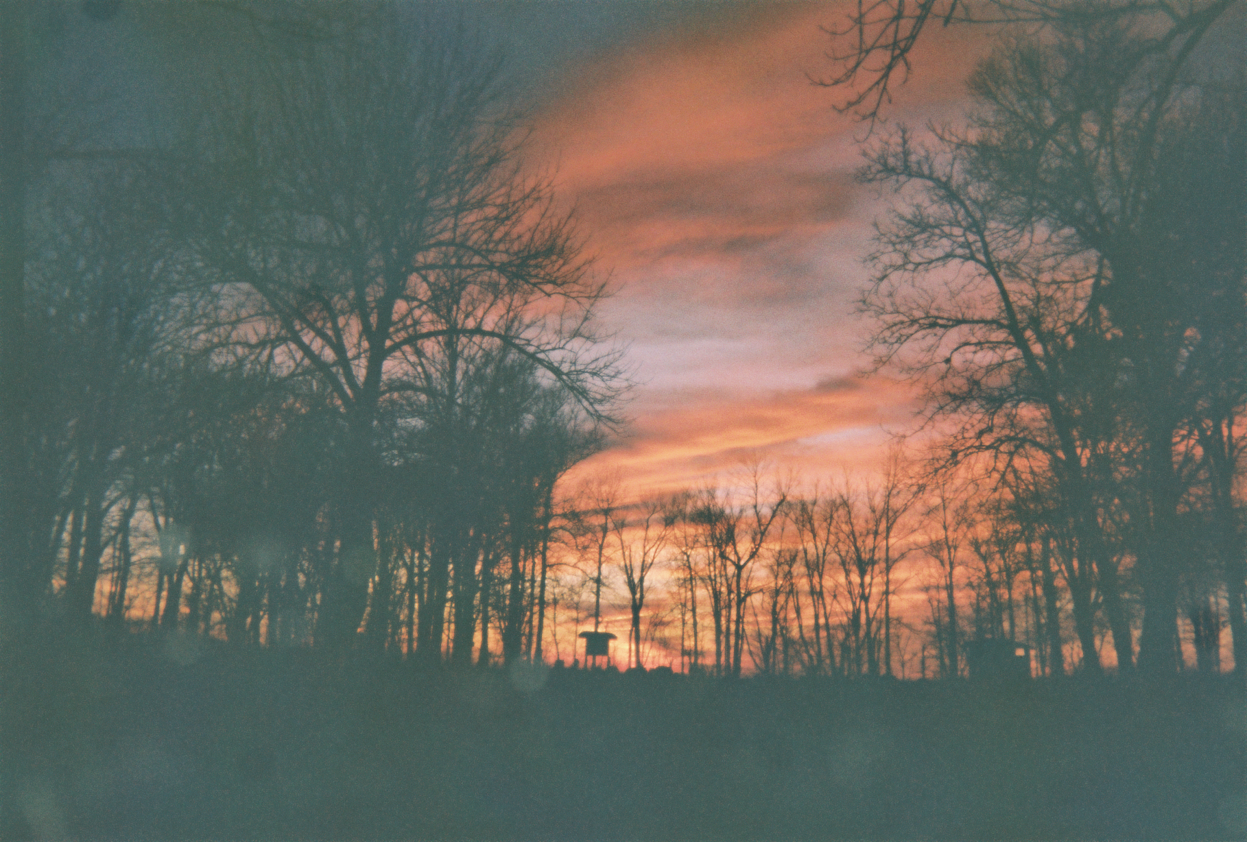 sunset through a winter forest