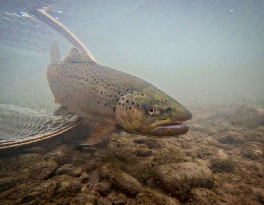 colorado river brown trout