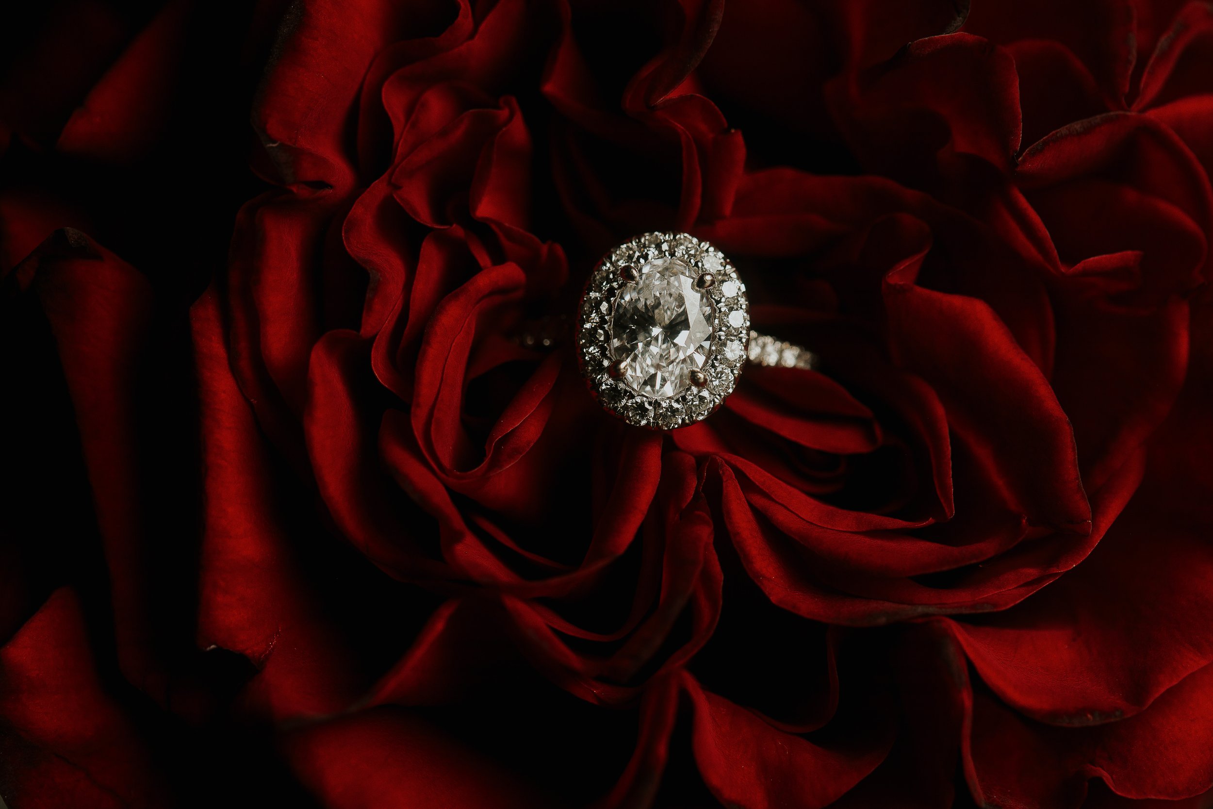 A close-up of a red flower with a sparkling diamond ring placed on the petals.