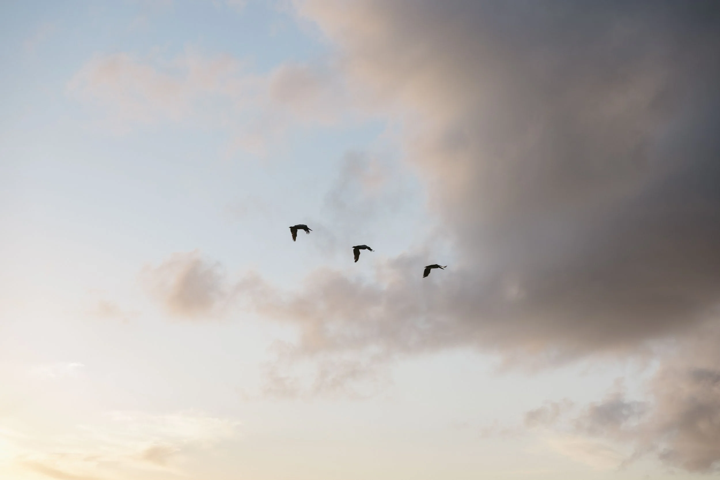 Four birds flying in a V formation through a partly cloudy sky during sunset or sunrise.