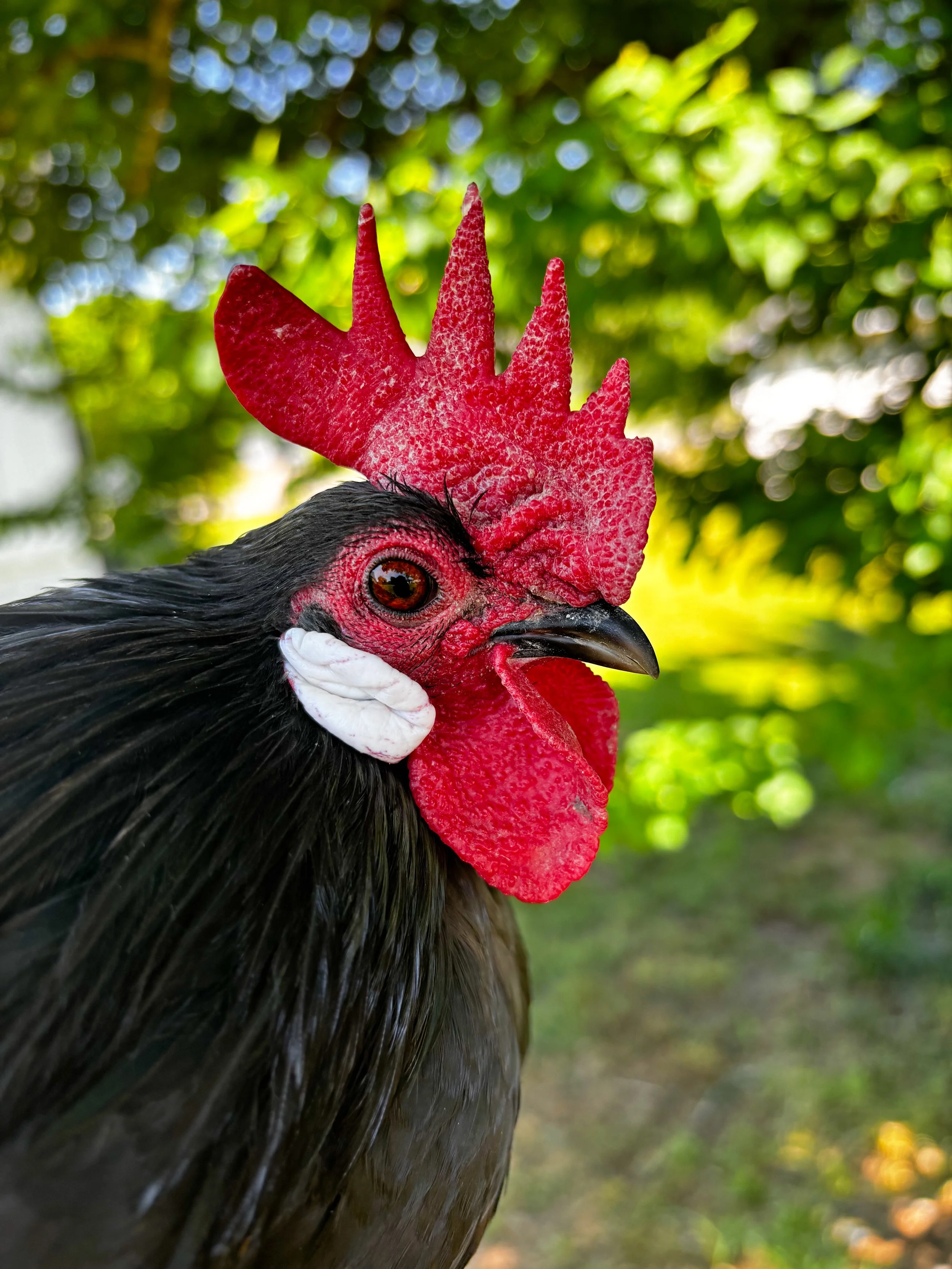 Black Dutch bantam male