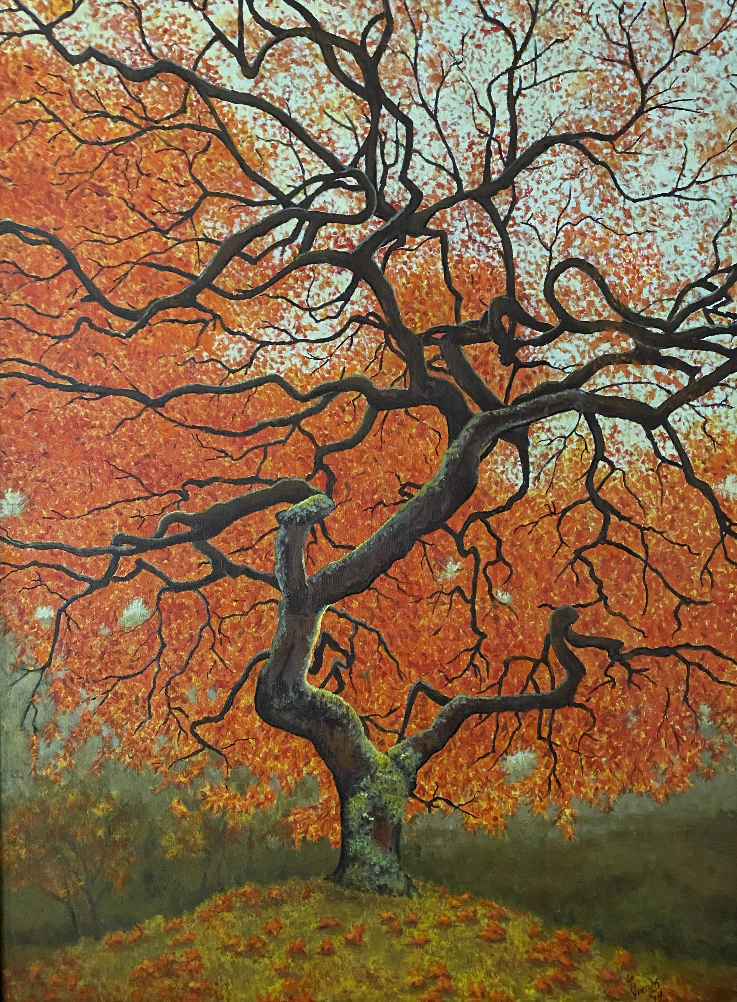 Japanese Maple.jpg