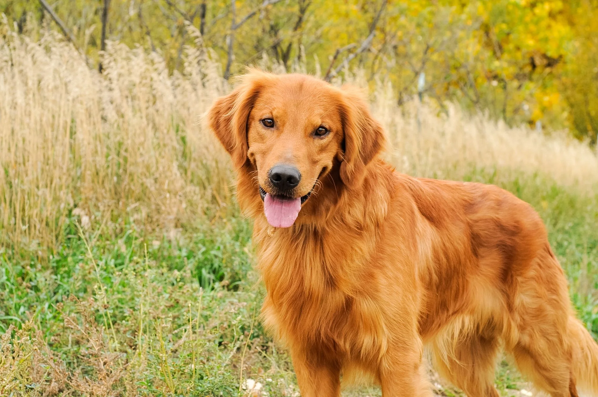 Yogi 