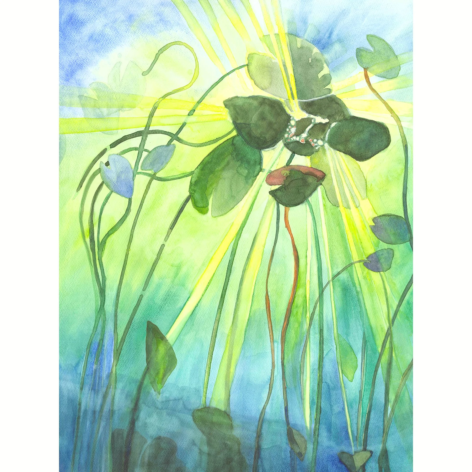Waterlilies in the Sunlight