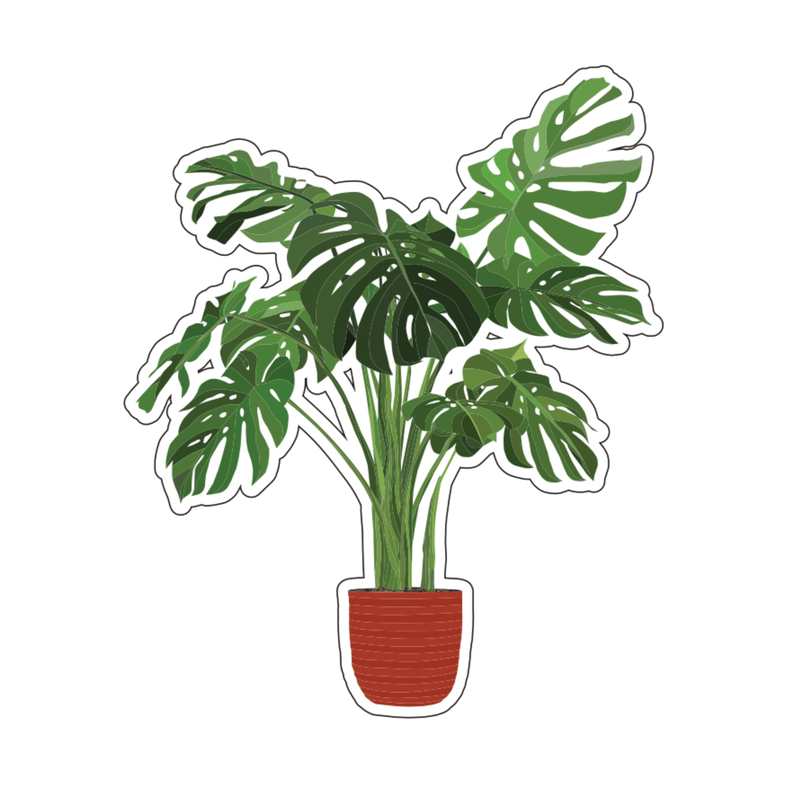 Monstera #2