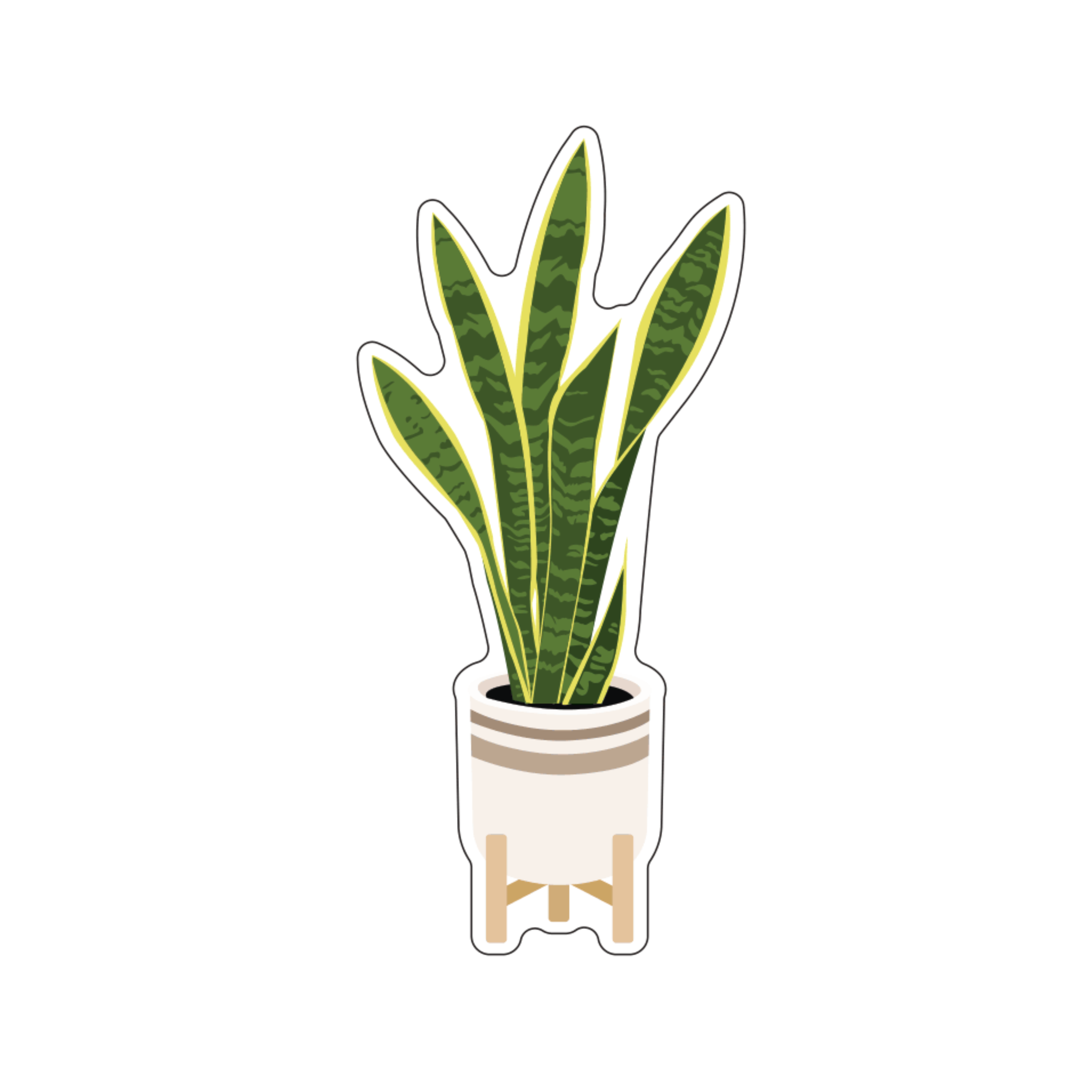 Sansevieria Laurentii