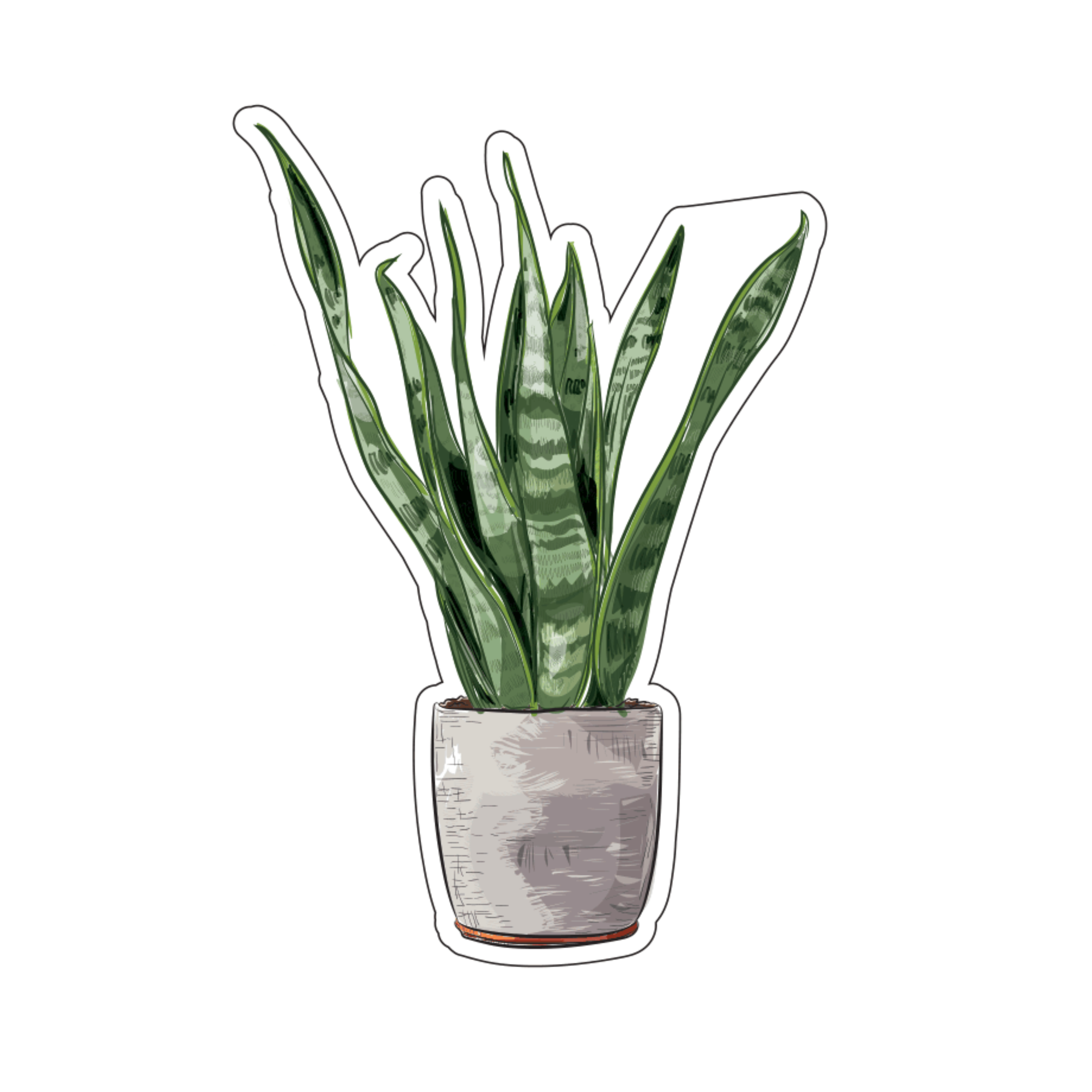 Sansevieria Zeylinica