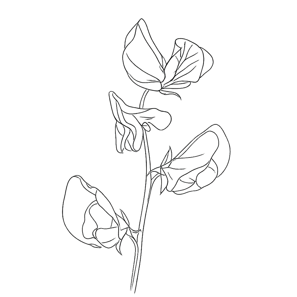 Line art illustration of a plant with leaves on a black background.