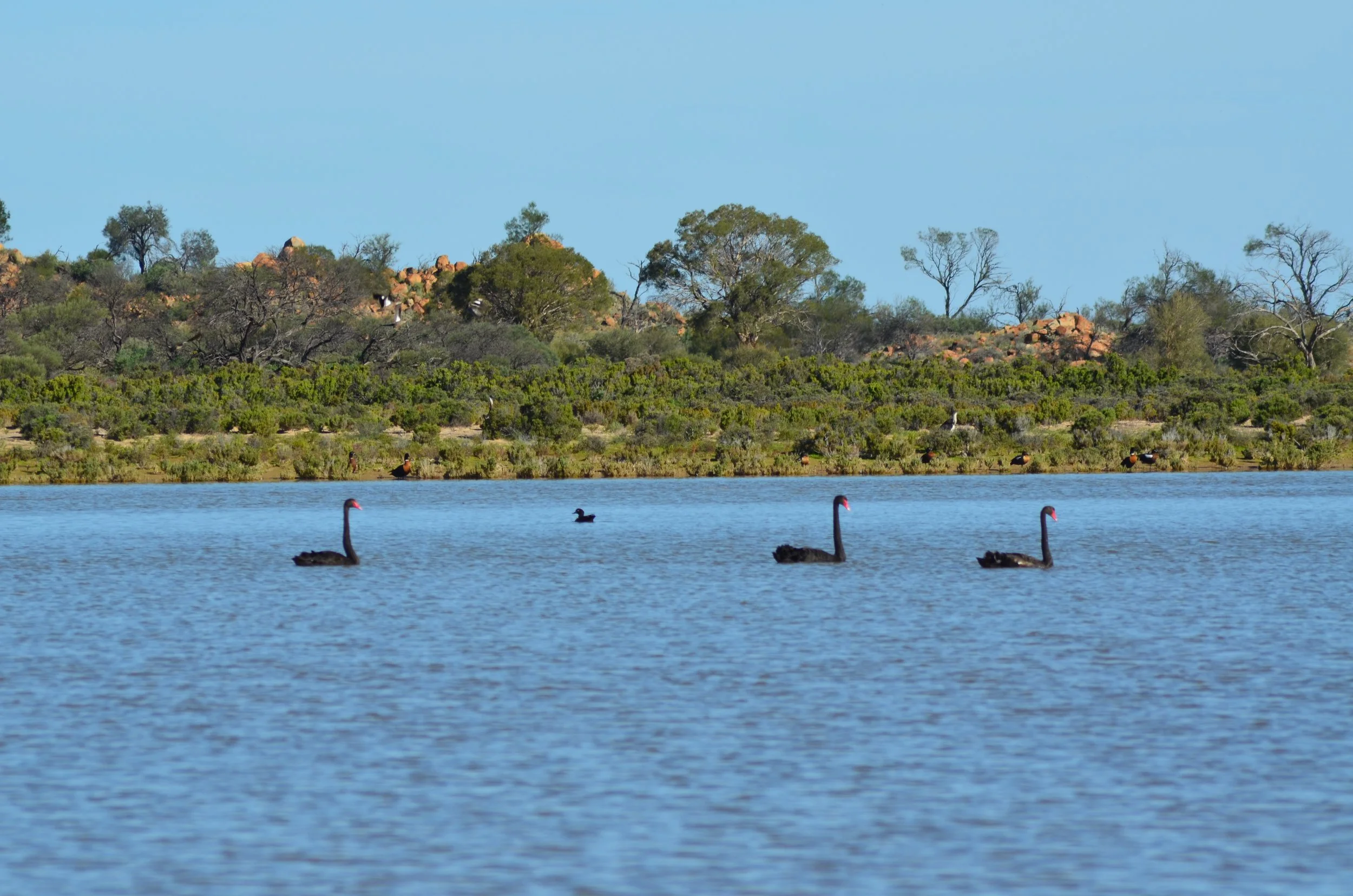 DSC_0815.JPG