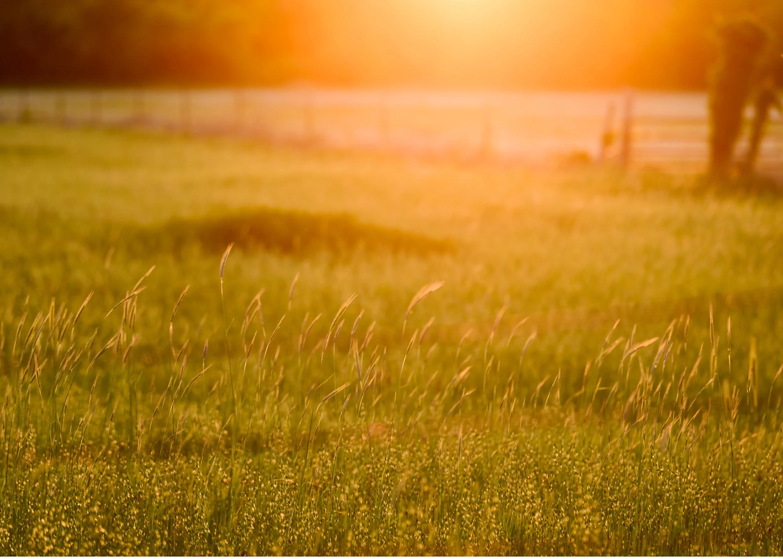 Golden field of grass at sunset with a wooden fence on the right side.