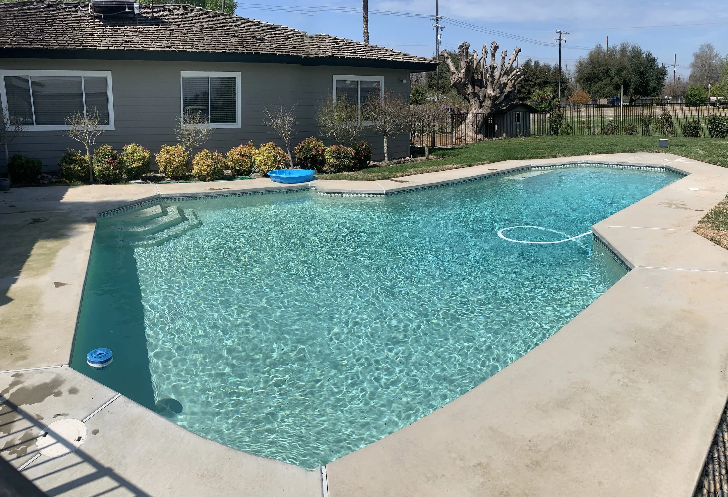 A backyard with a swimming pool, surrounded by shrubs and trees, including a large pruned tree. A house with gray siding and two large windows is in the background. There is a blue kiddie pool floating on the water and a pool cleaning hose in the poo