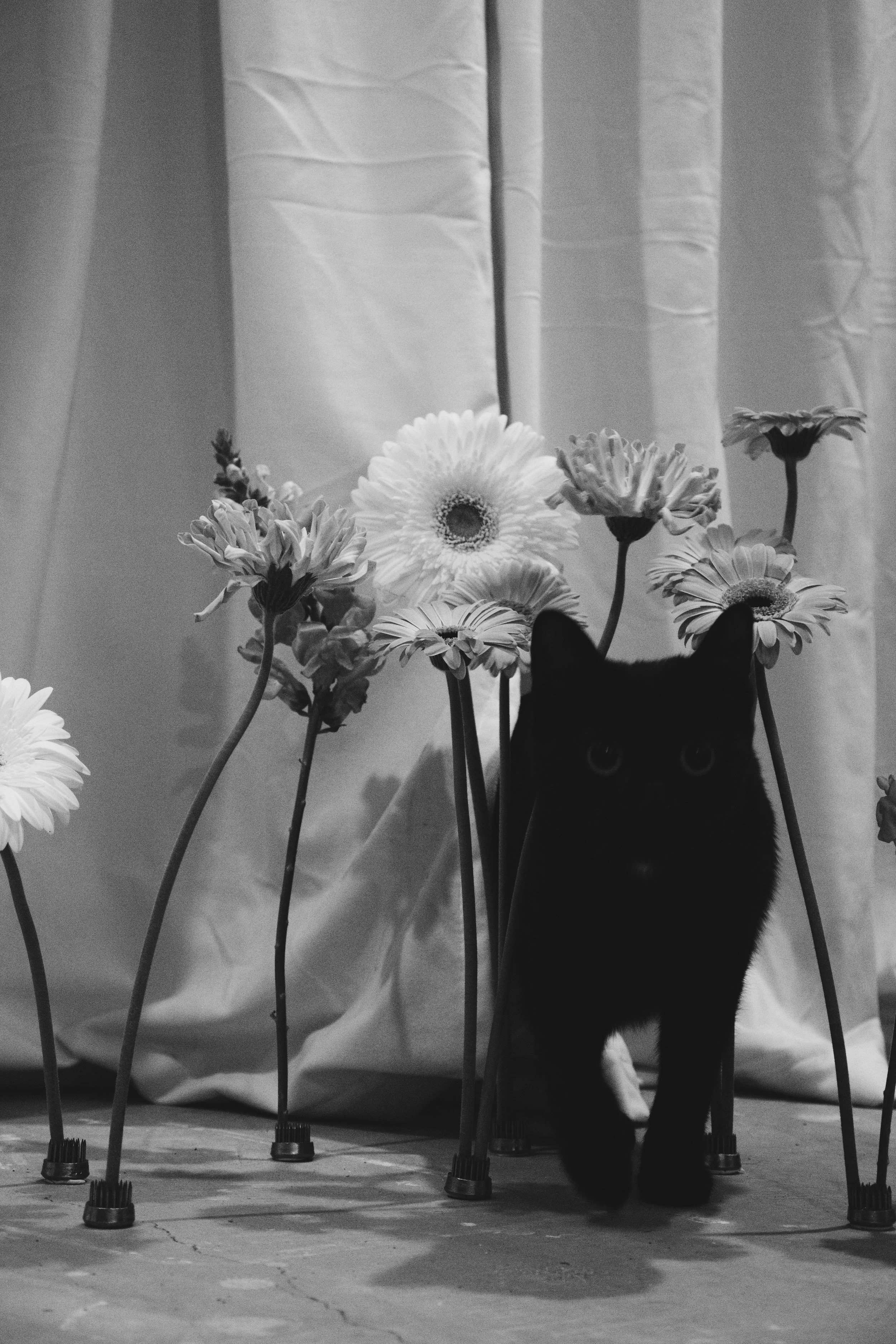MILKBUD PAWS pet cat dog safe flower bouquets